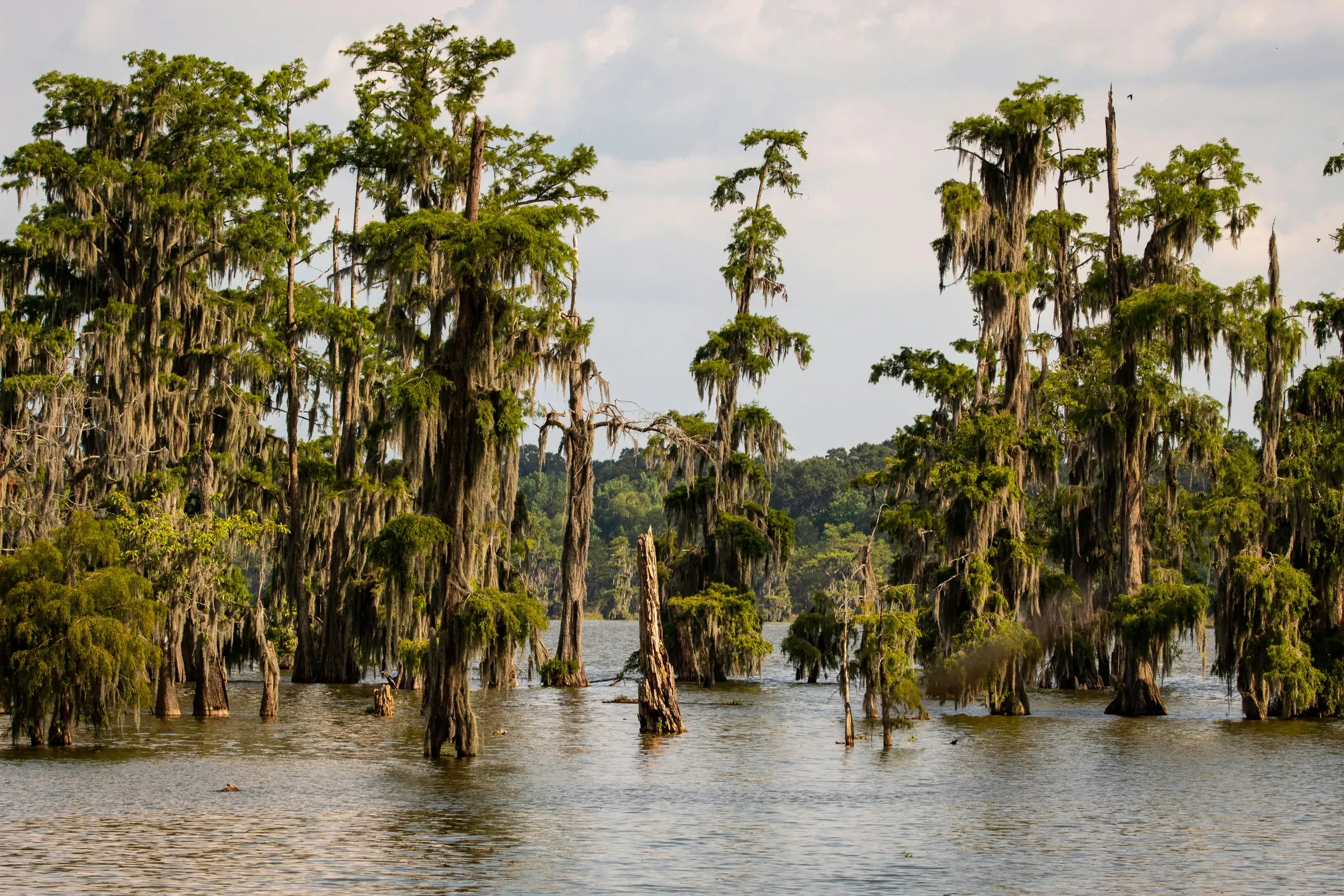 Lake Martin, Breaux Bridge, Louisiana