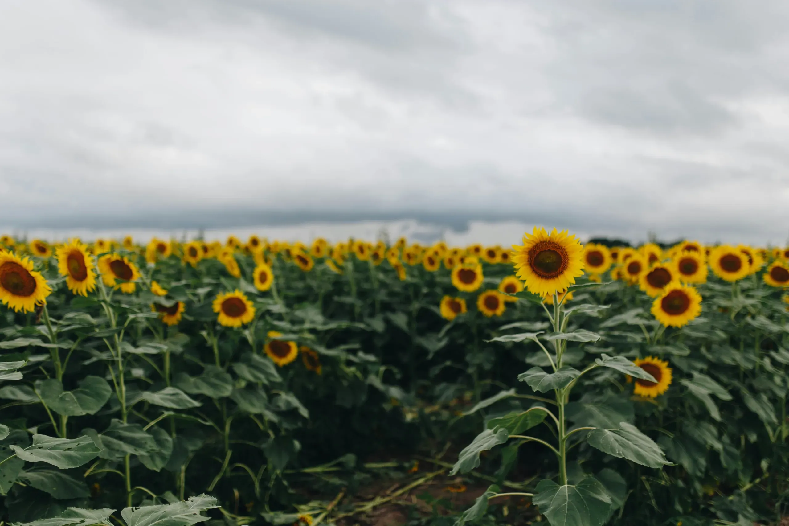 Sunflower field in Wichita, Kansas