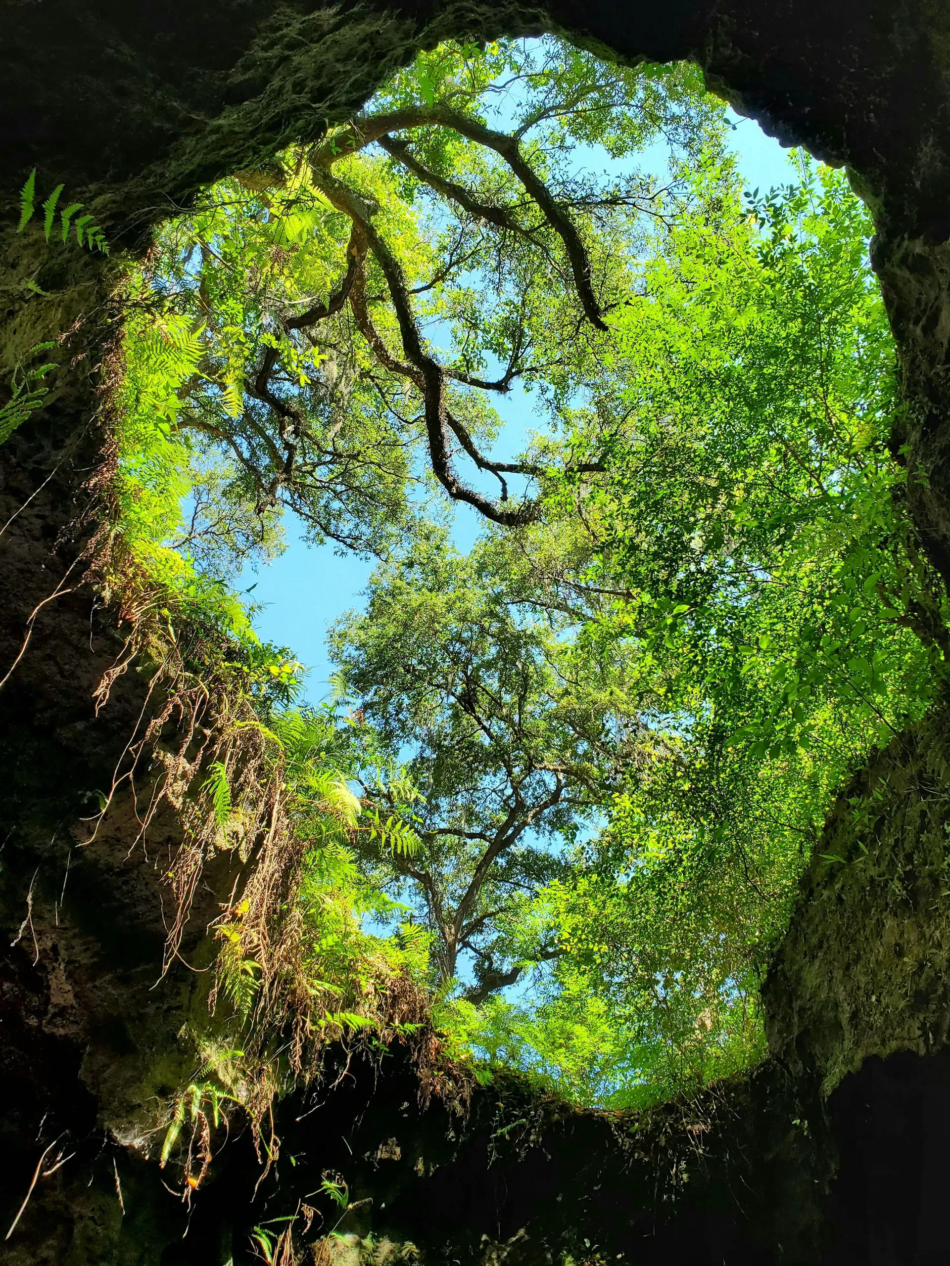Dames Cave, Trail 22, Lecanto, Florida