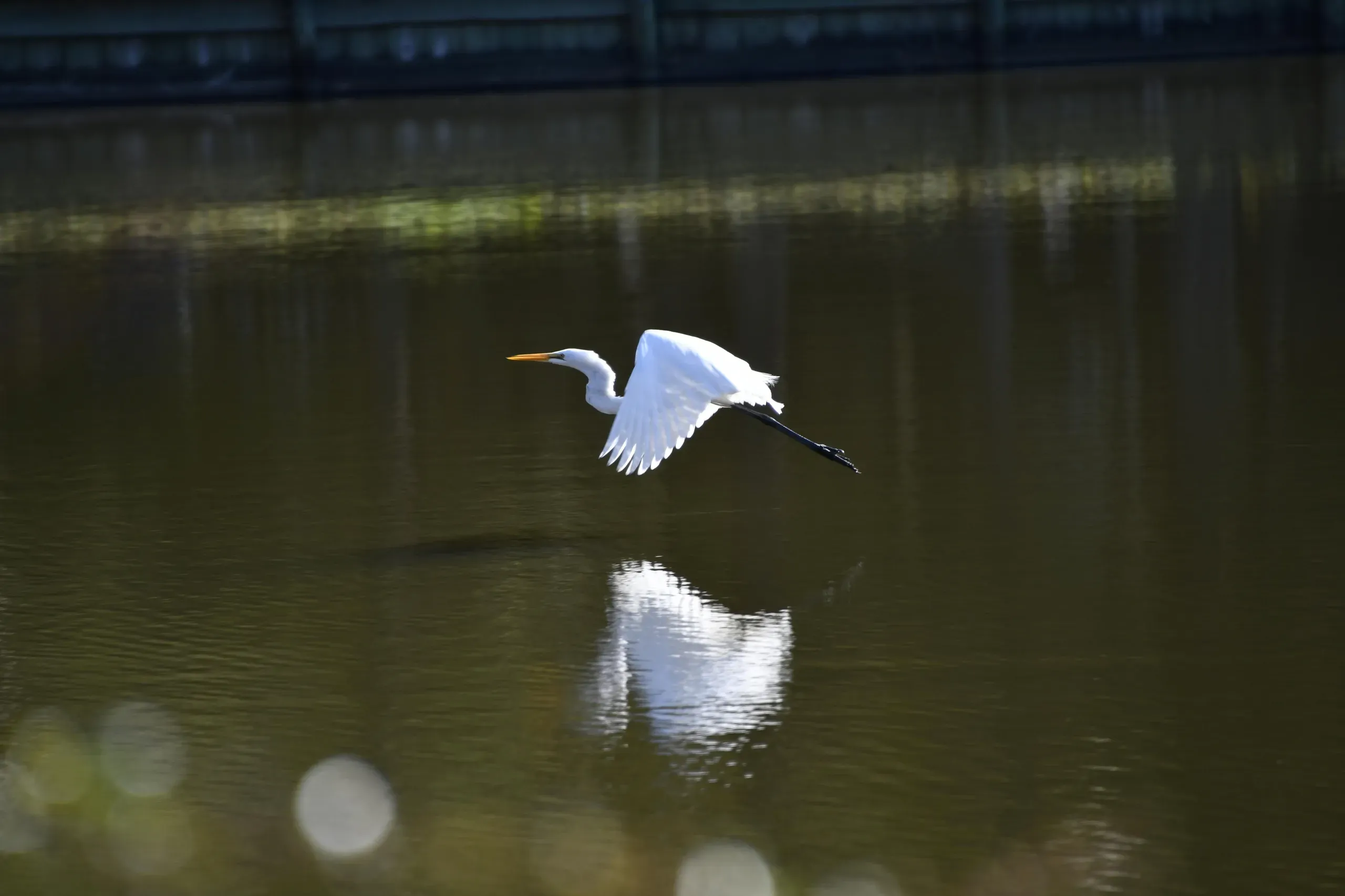 Diamondhead, Mississippi. White bird flying over water