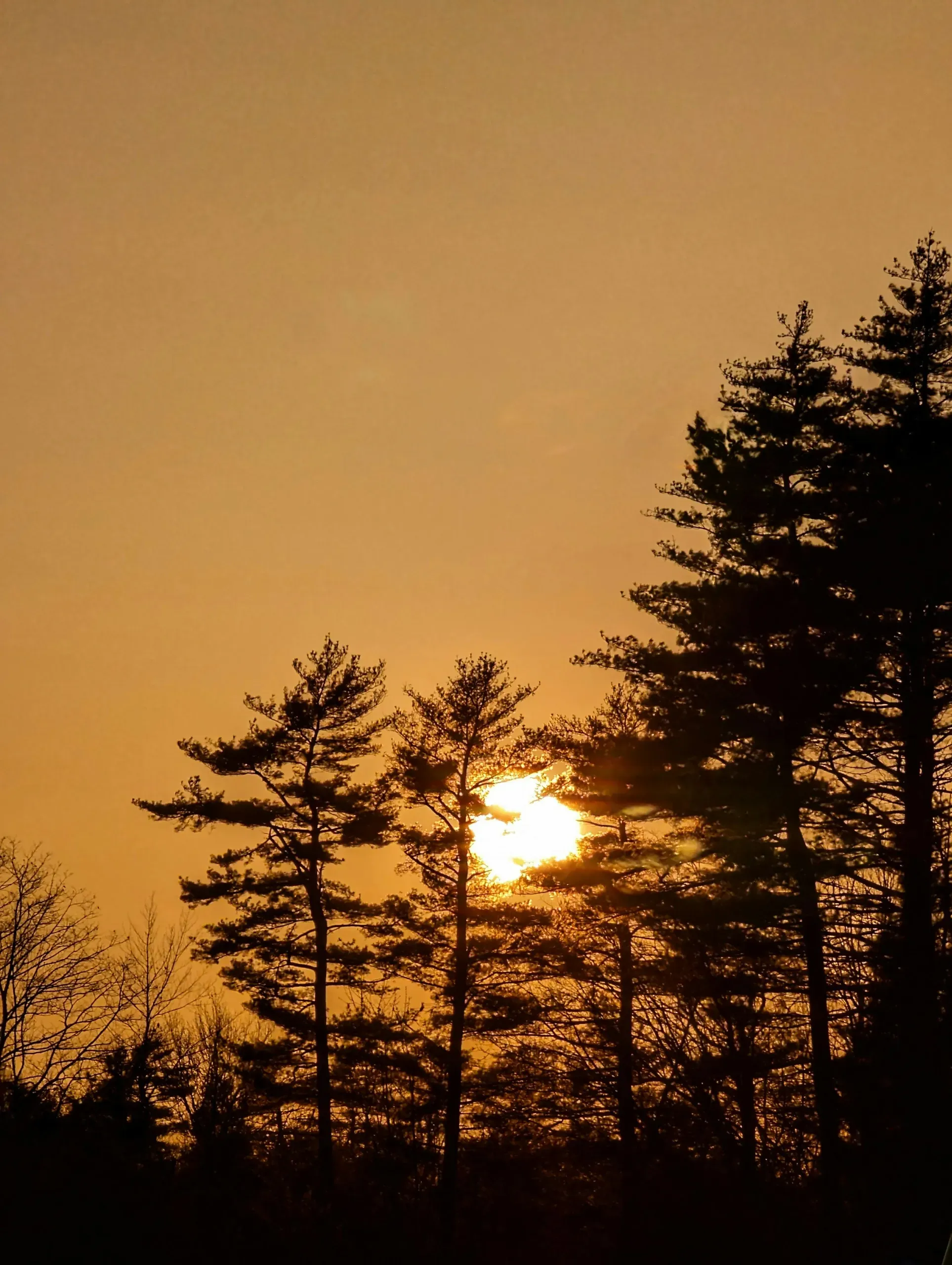 The golden light of a sunset shines through a forest of pine trees in Topsham, Maine.