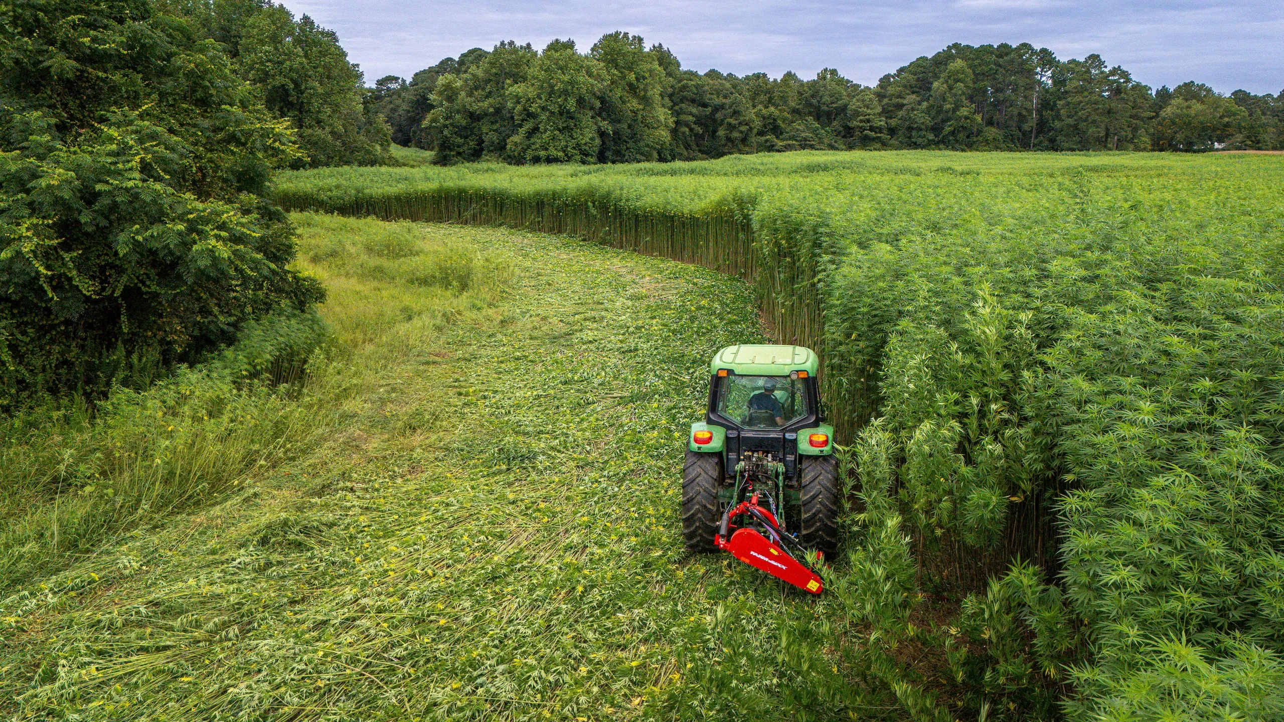 Lumberton, North Carolina. Aerial view of tractor harvesting hemp fields