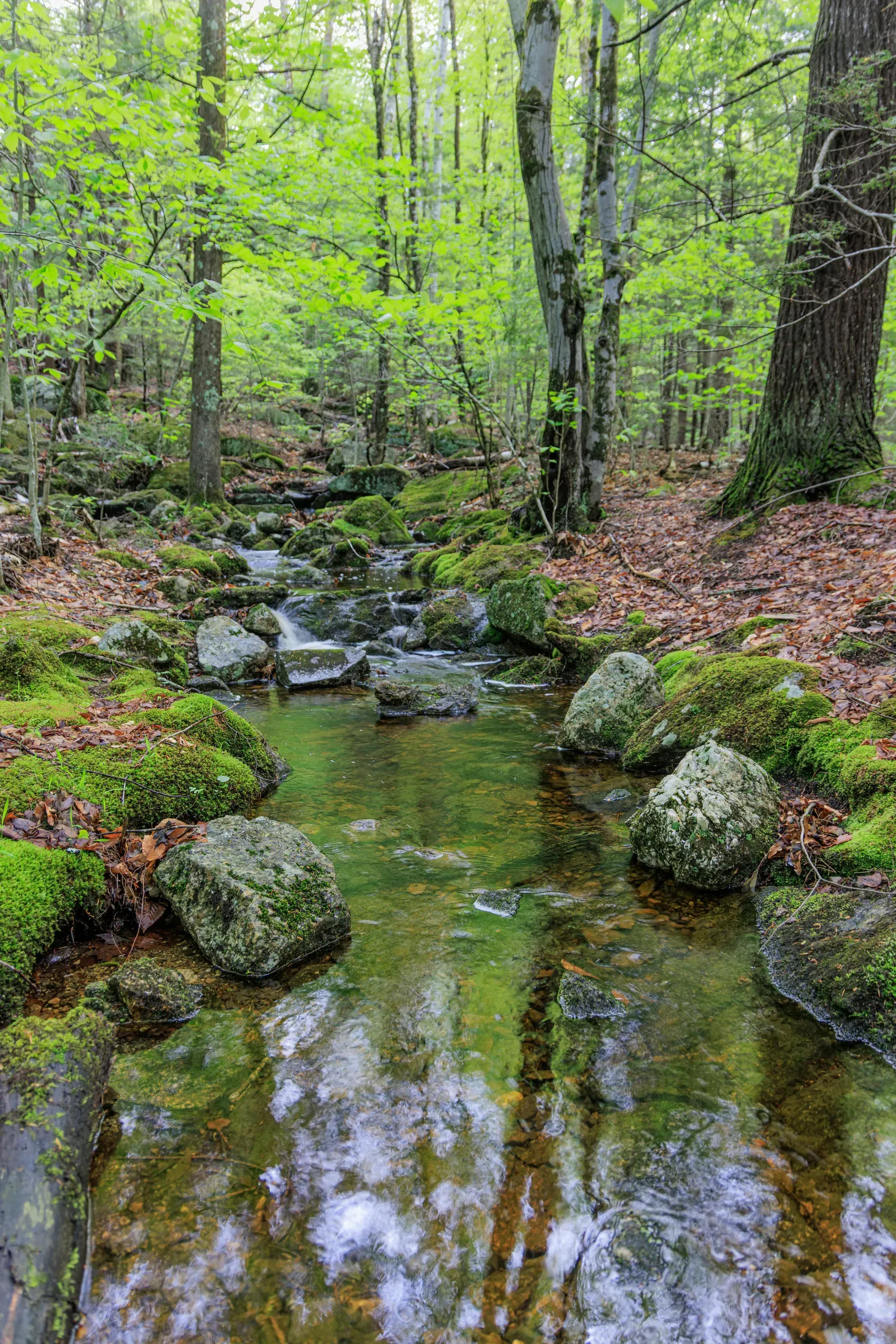 Newbury, New Hampshire. Tranquil forest stream in New Hampshire spring