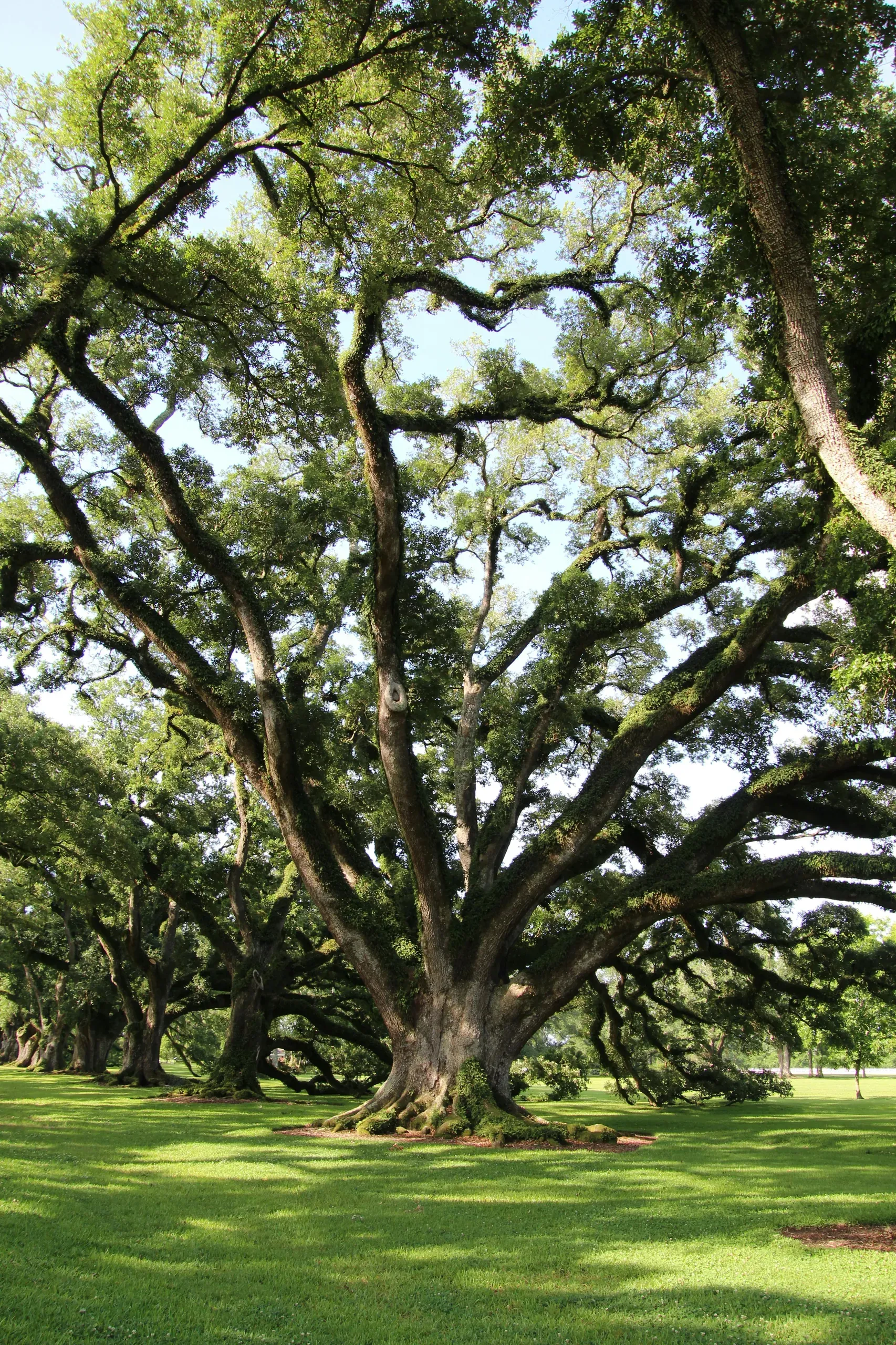 A low-angle view of a majestic southern oak tree, its large branches spreading wide under a bright, sunlit sky.