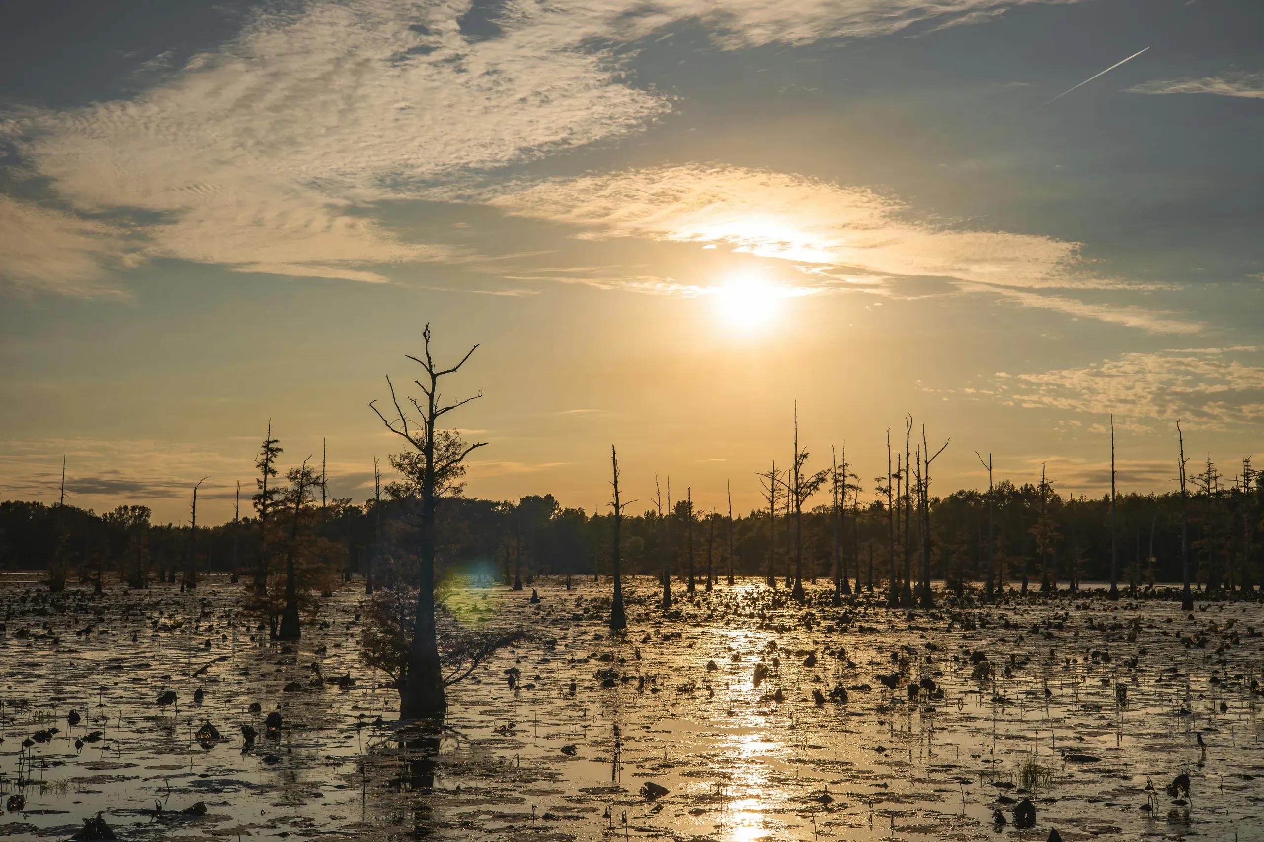 A flock of birds roosts in the silhouetted trees of Black Bayou as the sun sets, casting a warm glow on the clouds and water.