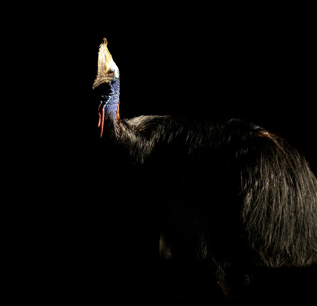 Cassowary