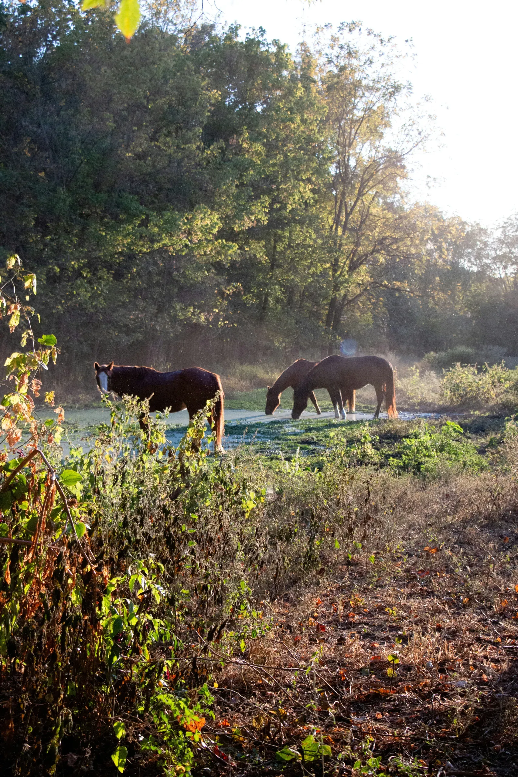 Ozark, Arkansas