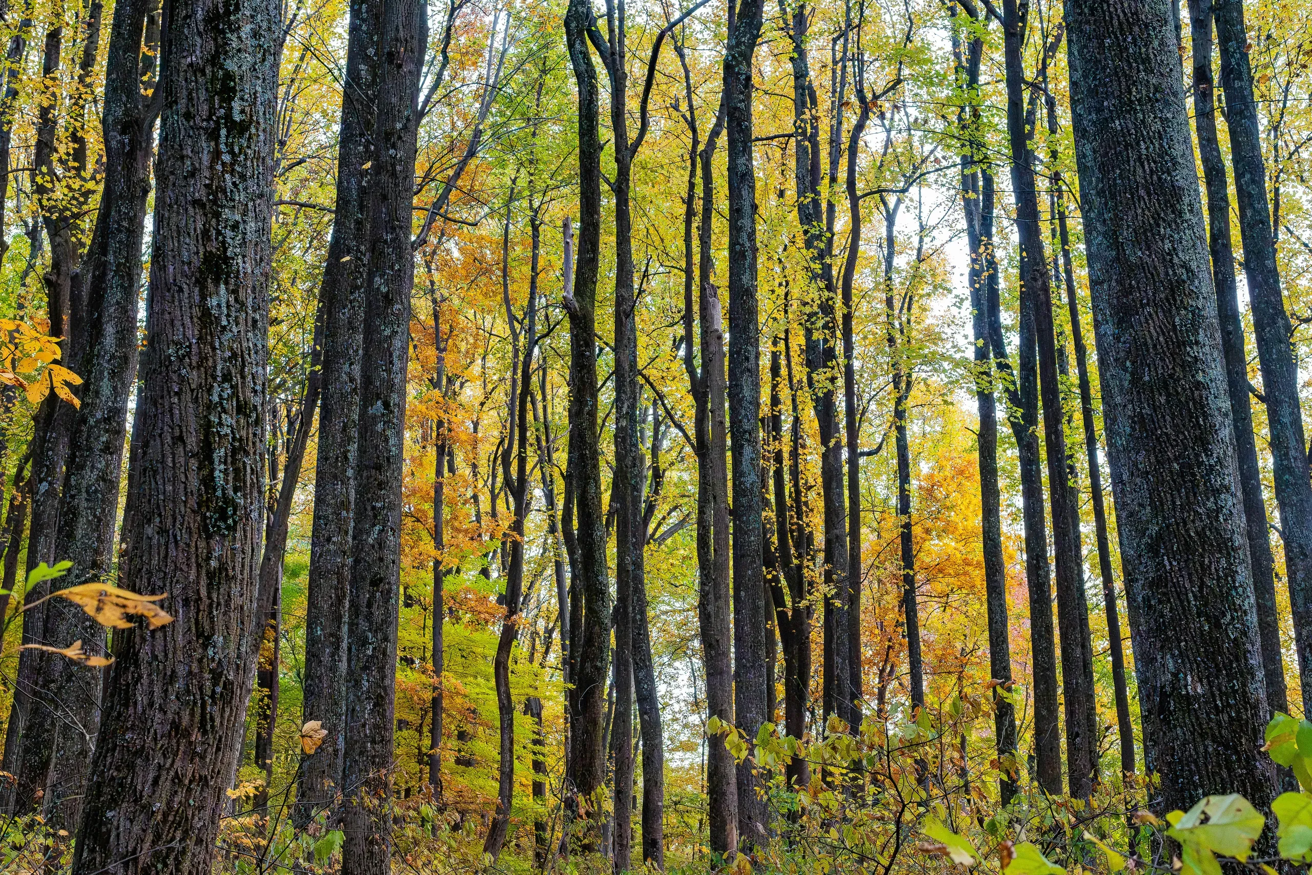 Shenandoah National Park, Virginia