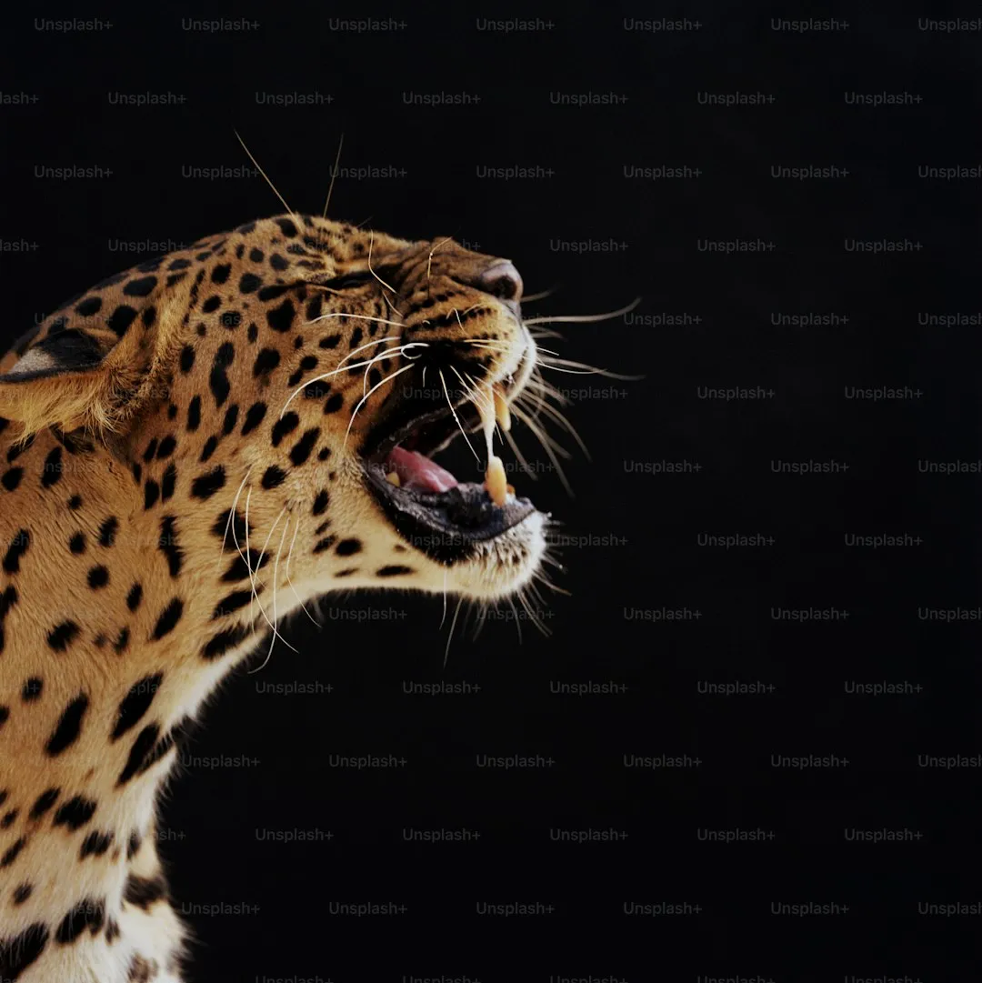 Cheetah