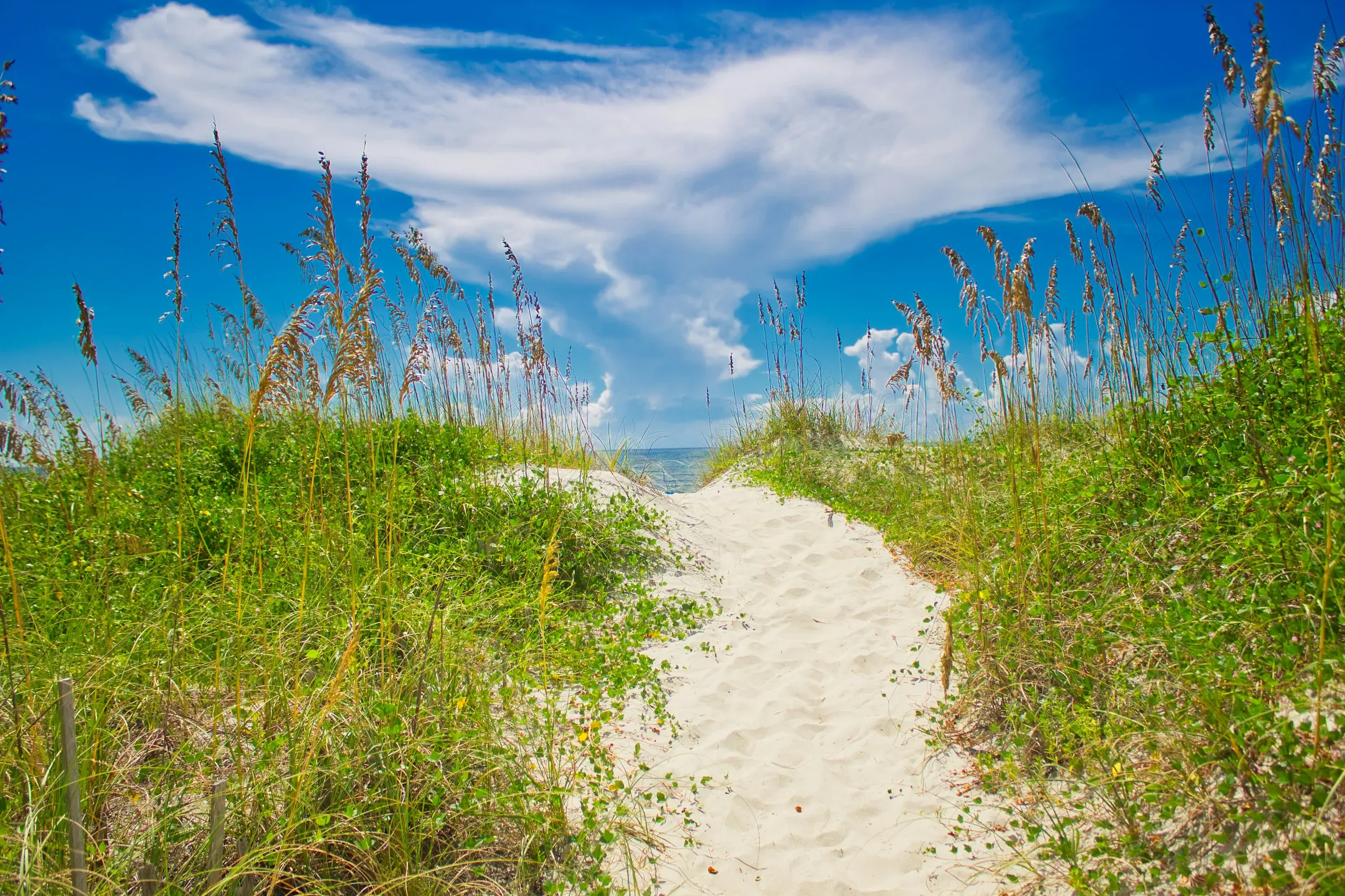 A summer time pic of the sand dunes right as they lead to the beach at Ocean Isle Beach, North Carolina