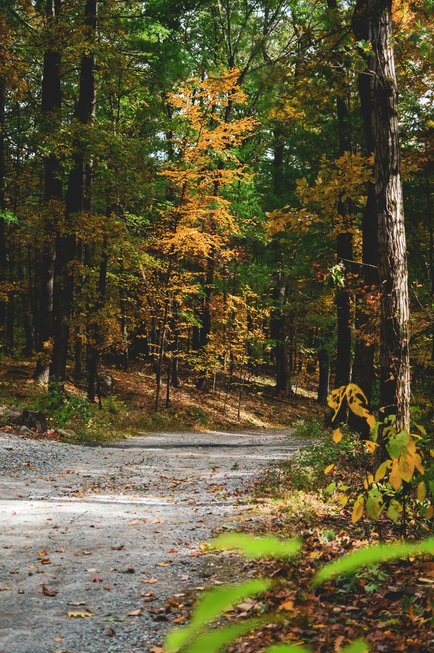 Massachusetts. A pathway leading in to the autumnal woods