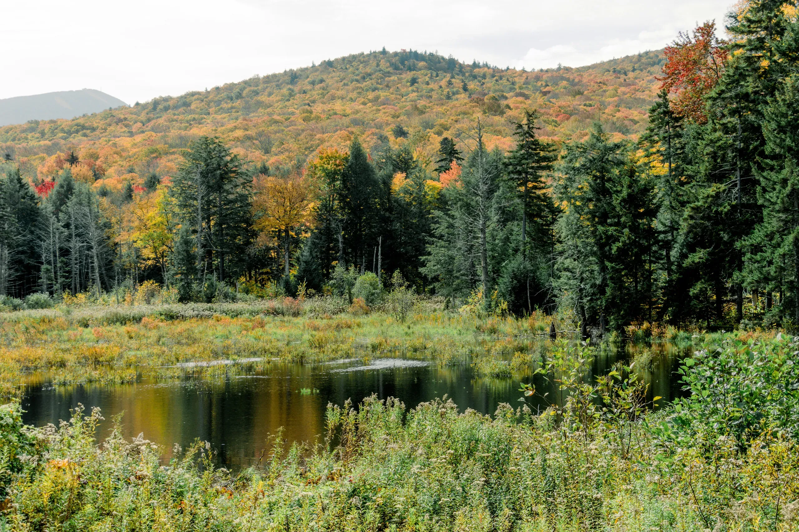 Vermont. Photograph of green trees near a lake