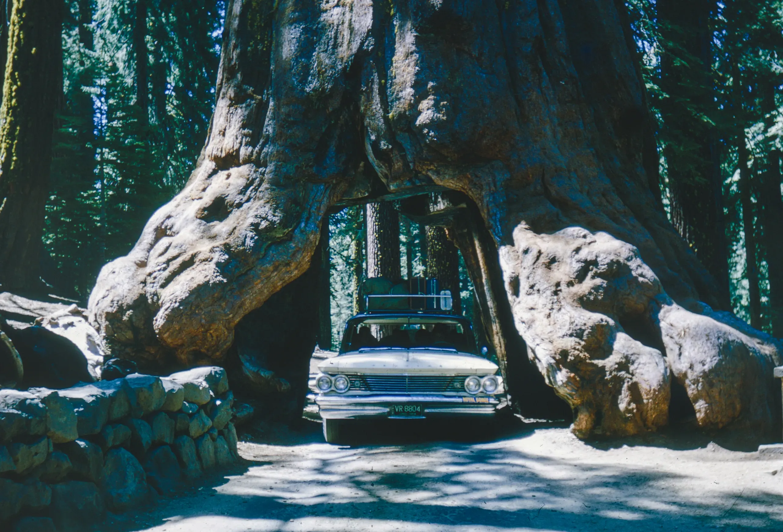 Visitors to the giant sequoias, 1960s, Yosemite, California
