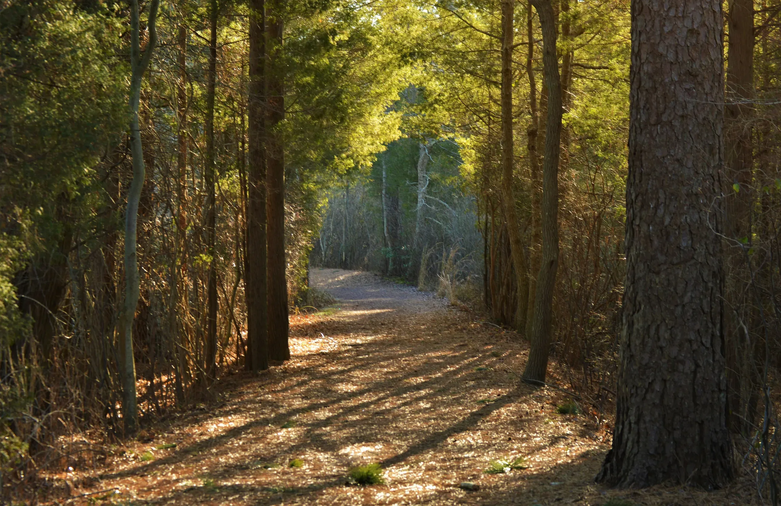 Dark path, Absecon, New Jersey