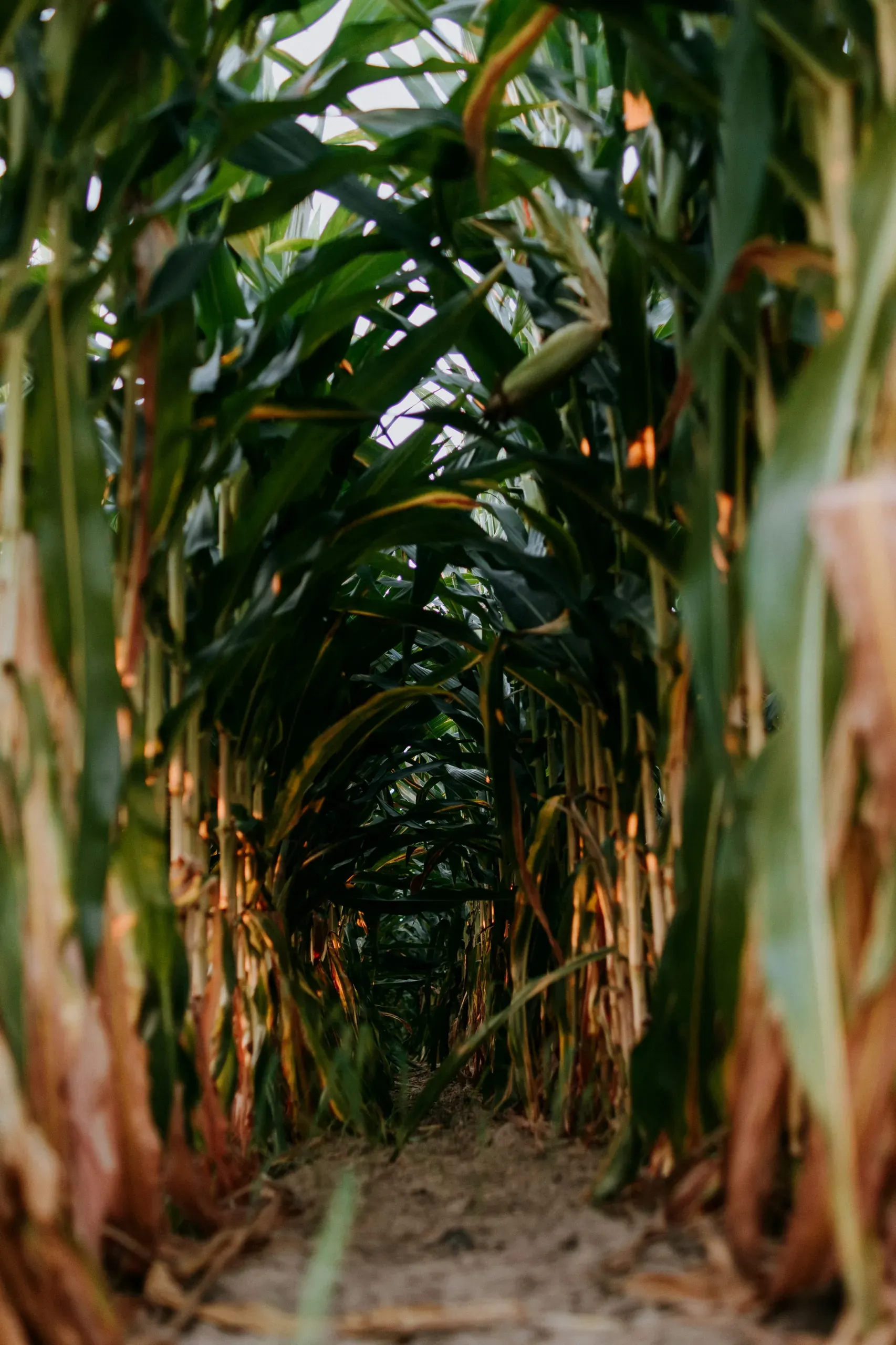 Fenton, Iowa. Looking down a row of grown field corn.