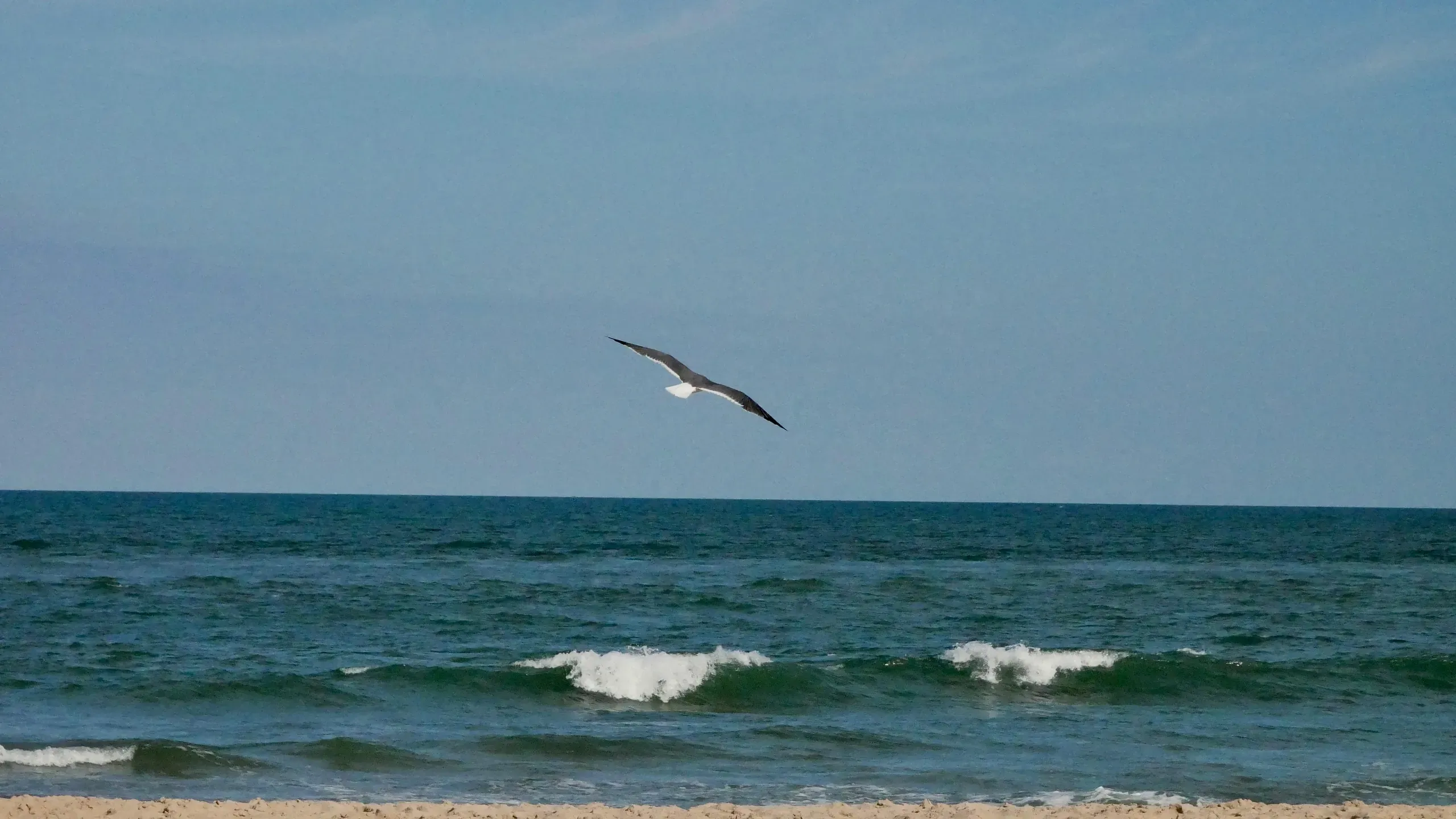 Ocean City, Maryland. Bird flying over sea