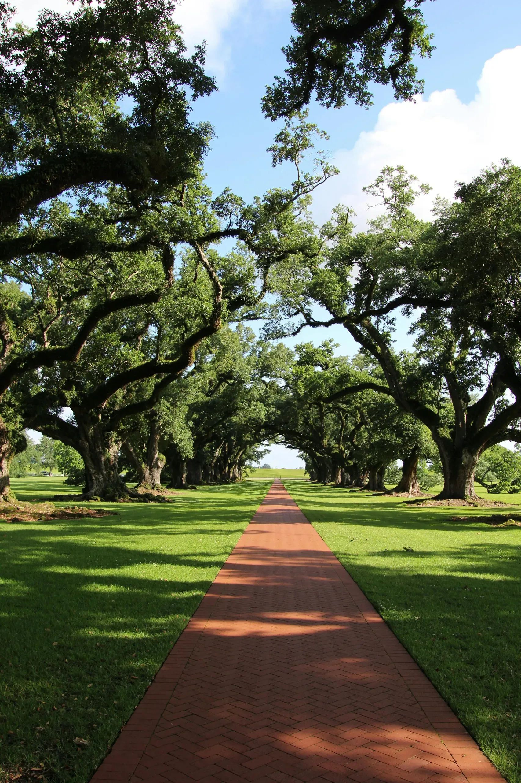 A red brick pathway leads through an alley of majestic oak trees whose branches form a canopy overhead.