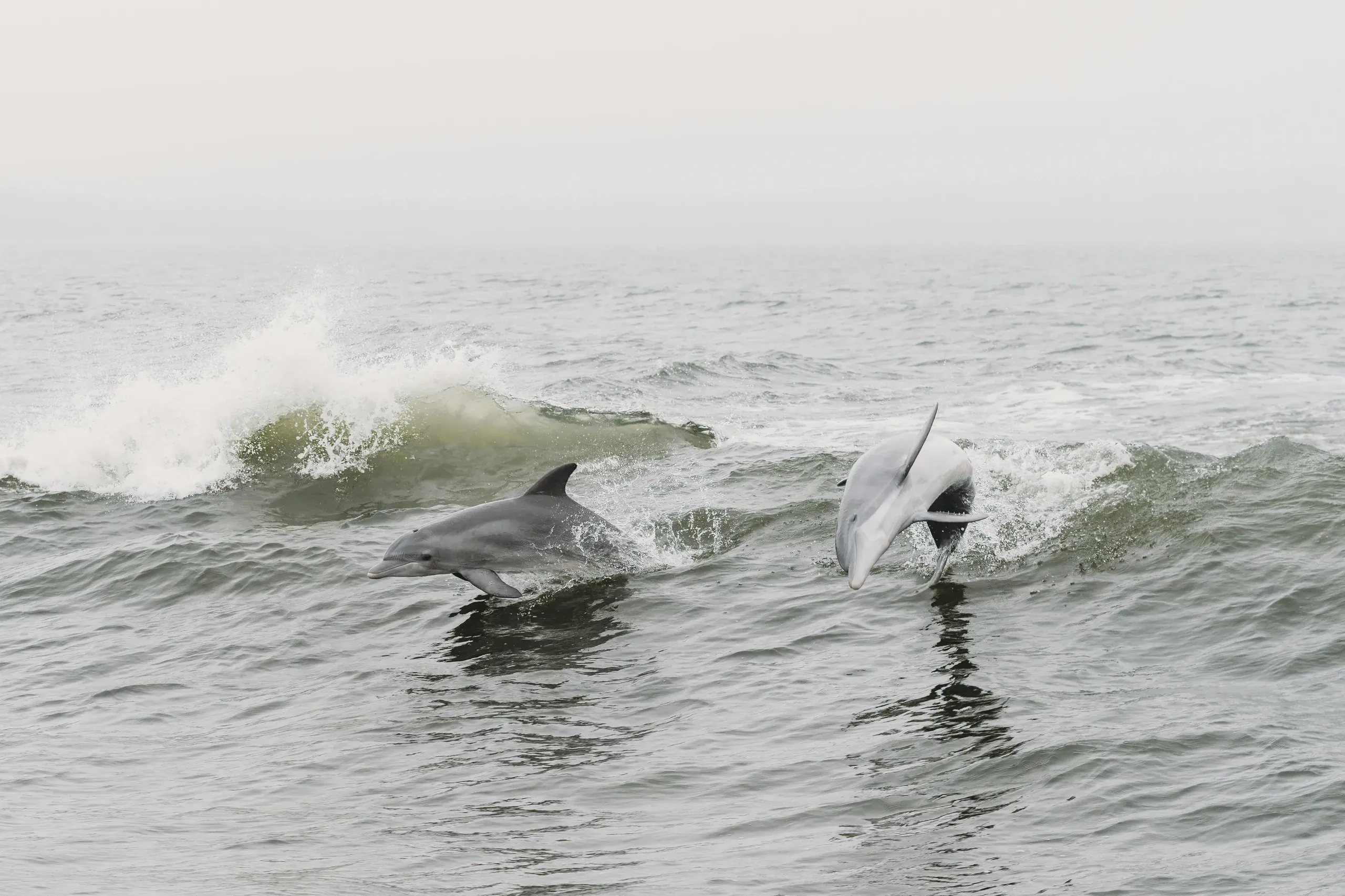 Dolphins and waves, Orange Beach, AL, United States