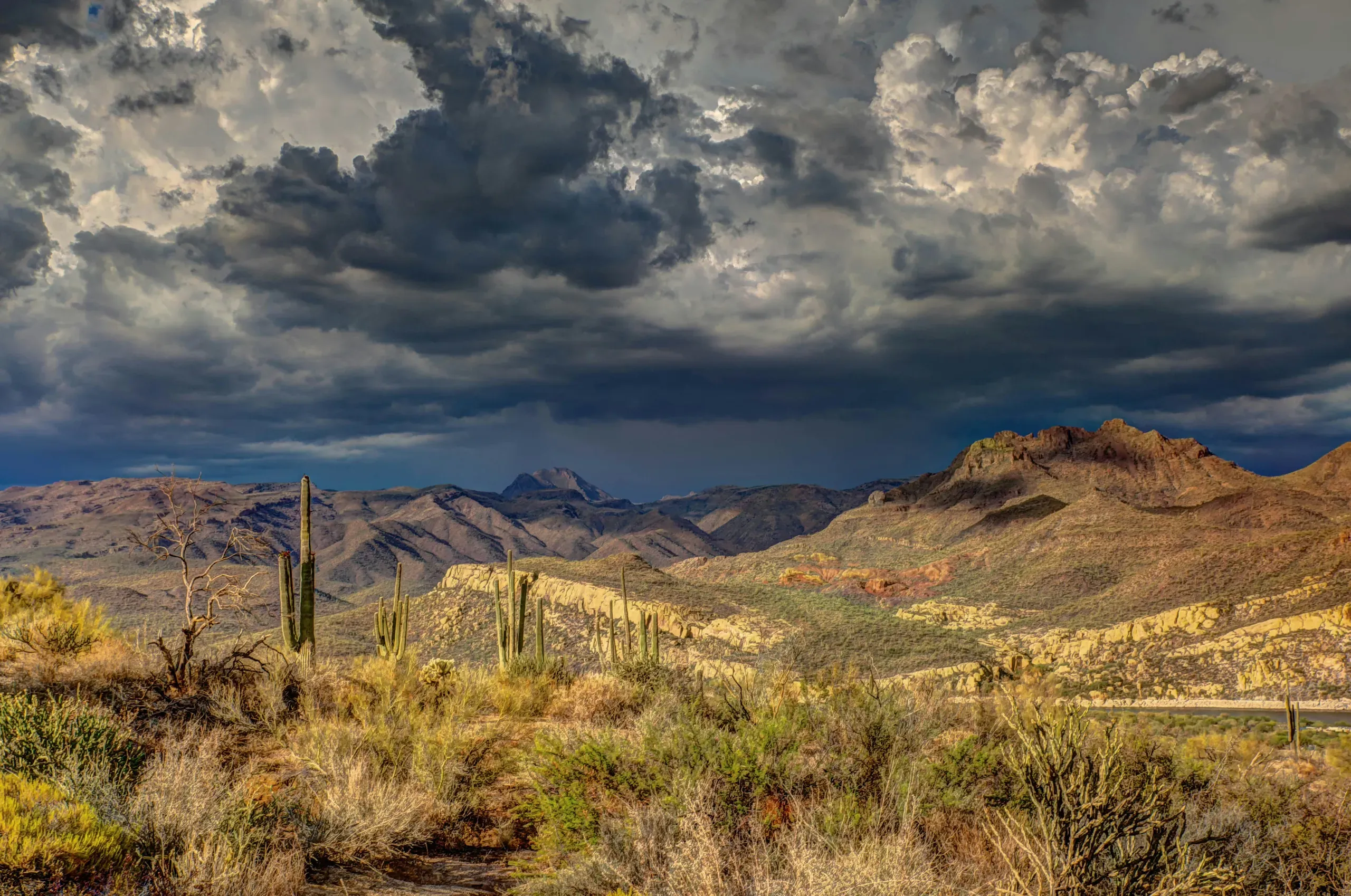 Arizona cacti