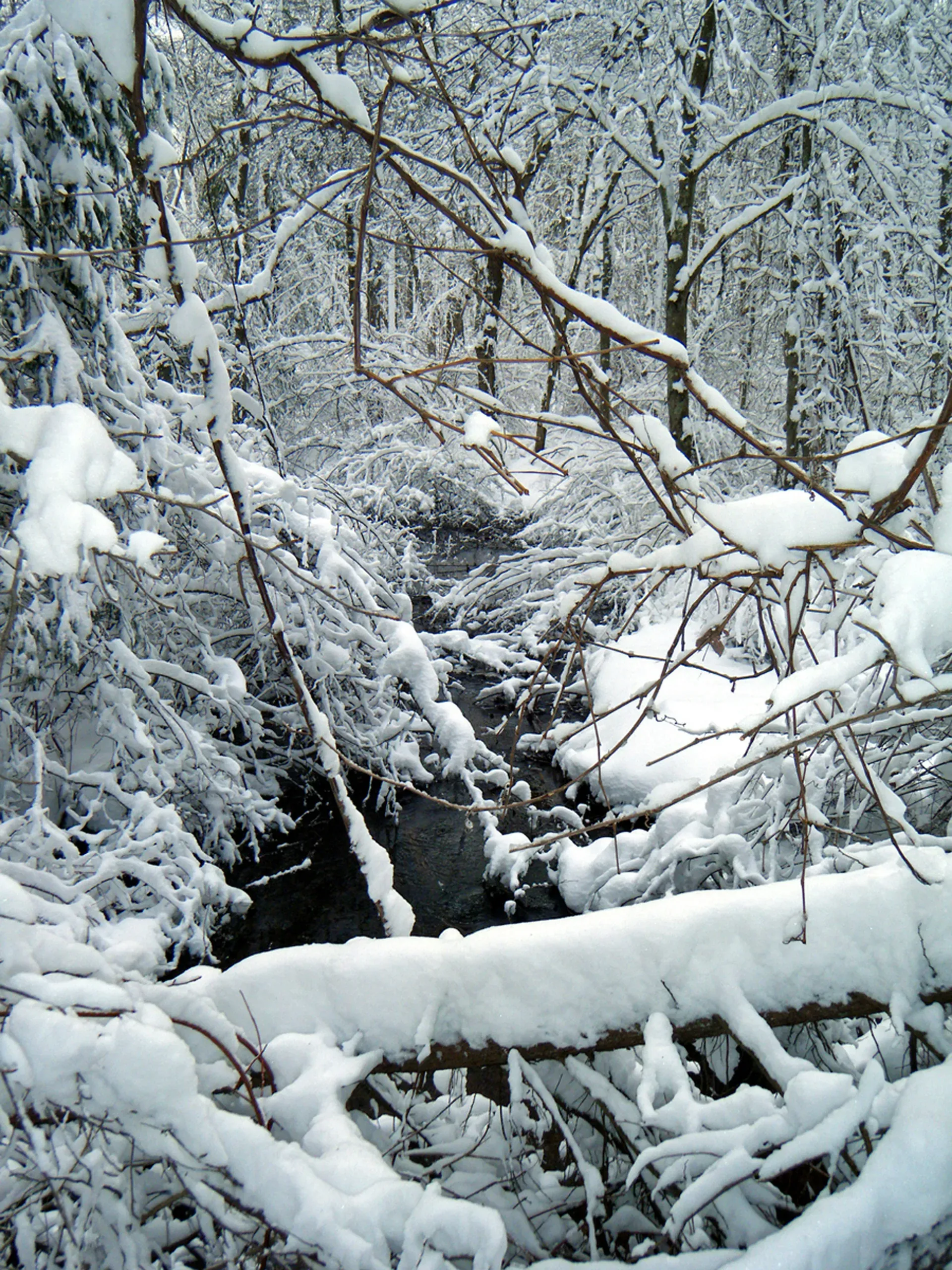 Medfield, Massachusetts. Snow in woodland