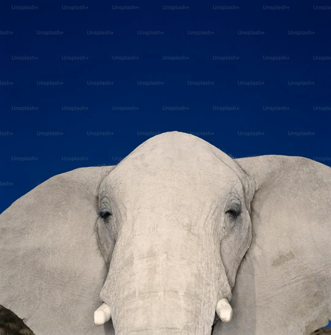 Close-up of an African elephant looking directly at the camera against a blue sky