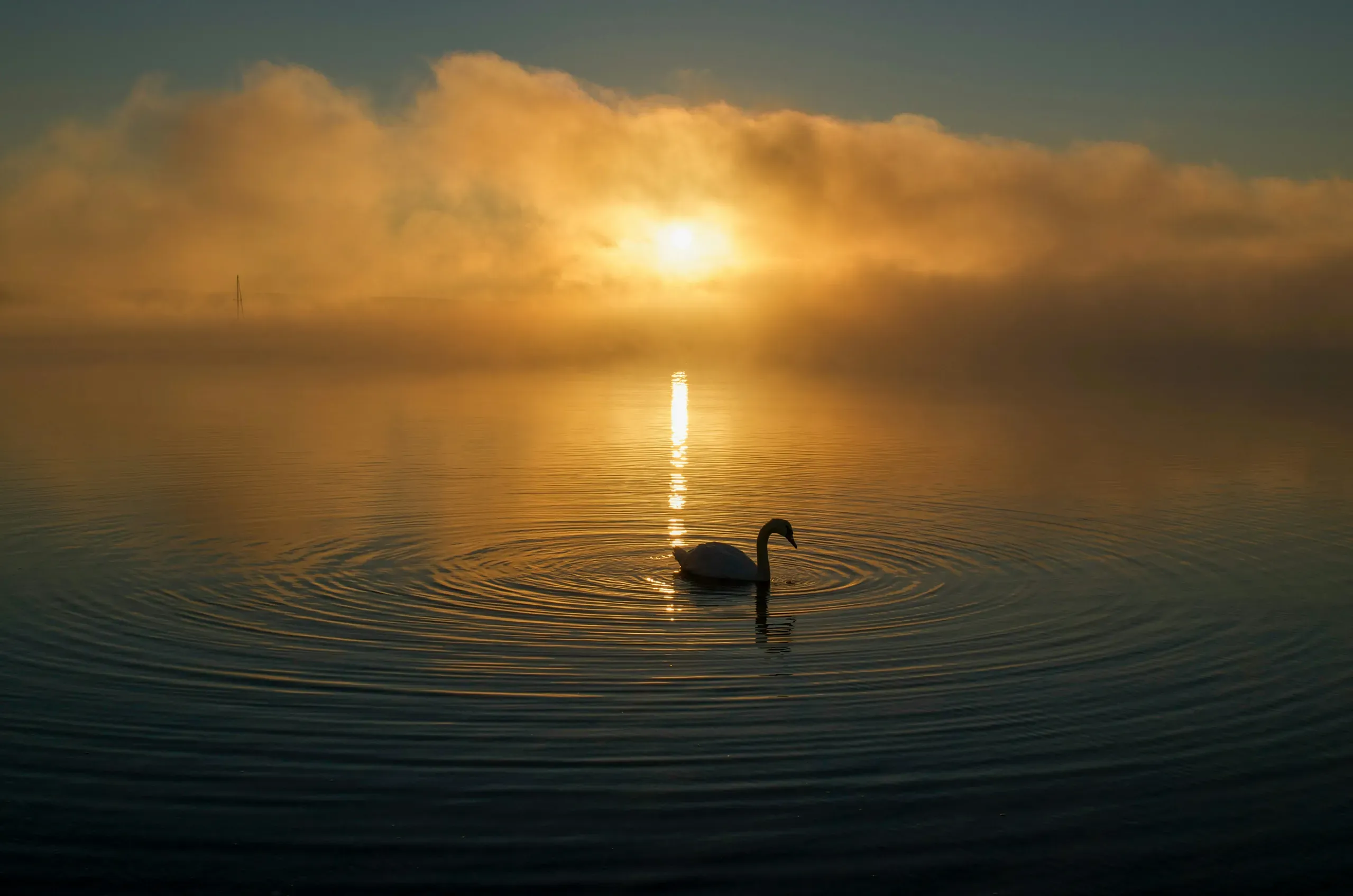 Newport, Rhode Island - sunrise swan