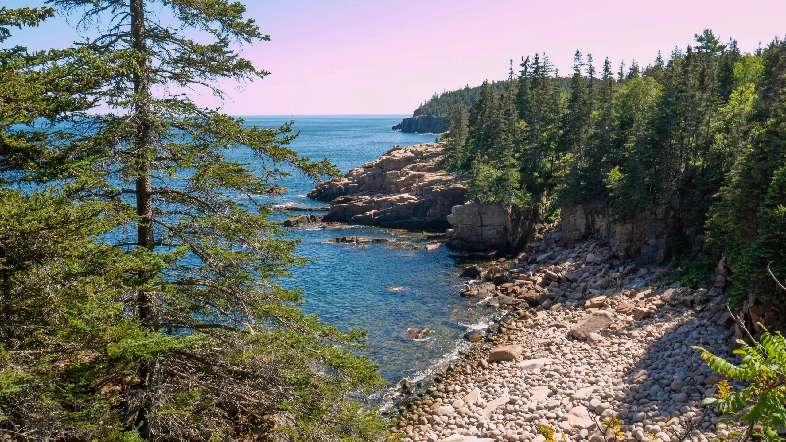 Pine trees grow on the rocky shore of a calm body of water in Acadia National Park, Bar Harbor, Maine.