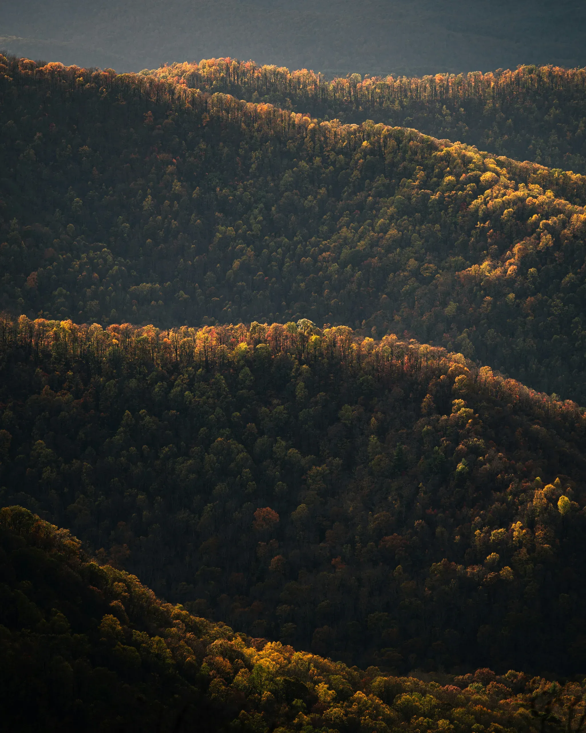 Virginia