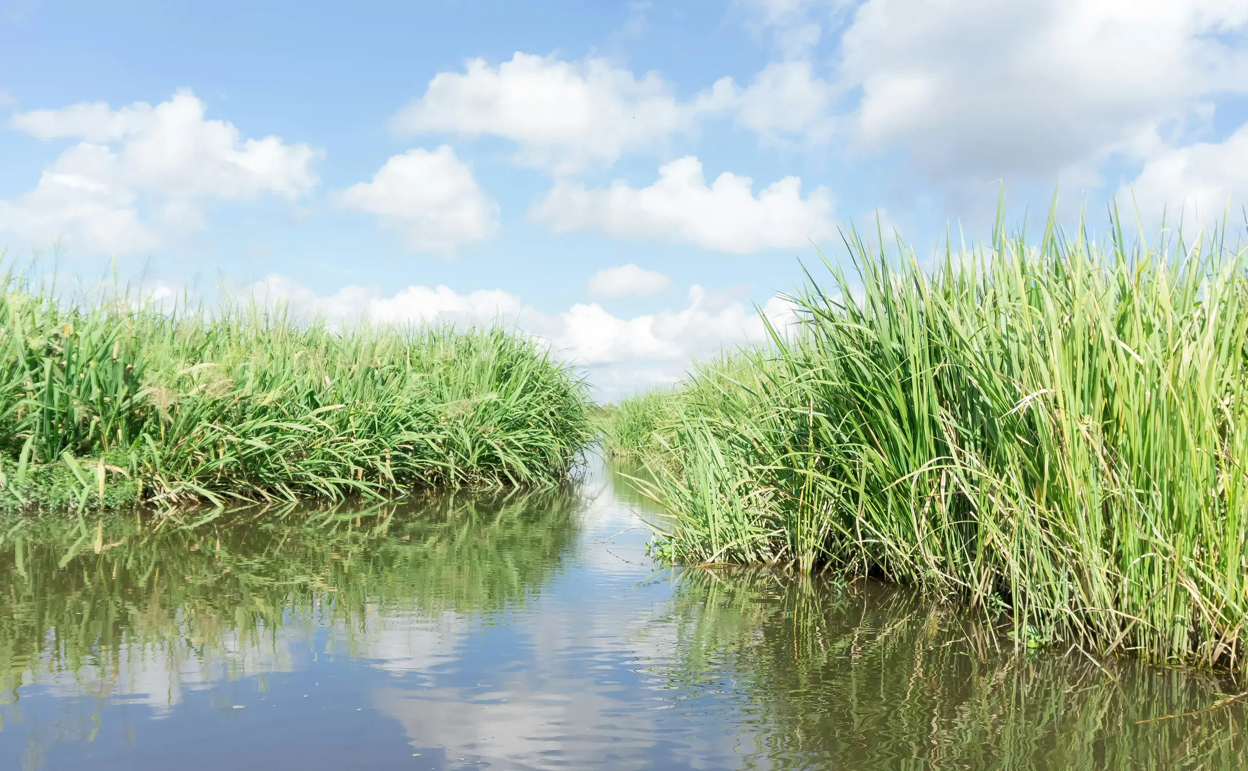 Tall green marsh grass grows on both sides of a channel of water, with the blue sky and white clouds reflected on the surface.
