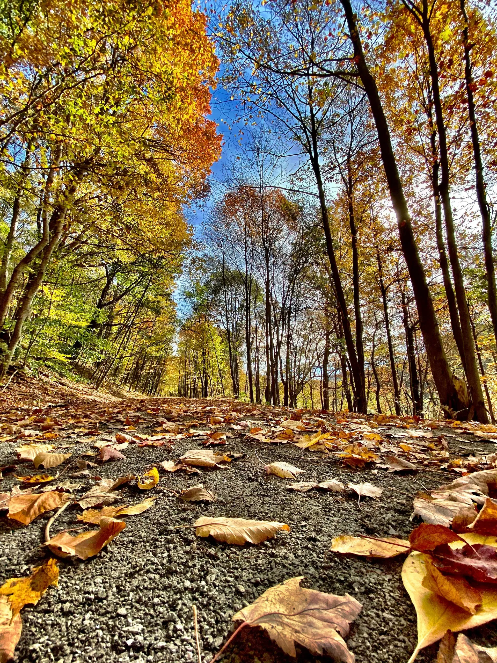 Reedsville, West Virginia. Autumn leaves on rails to trails