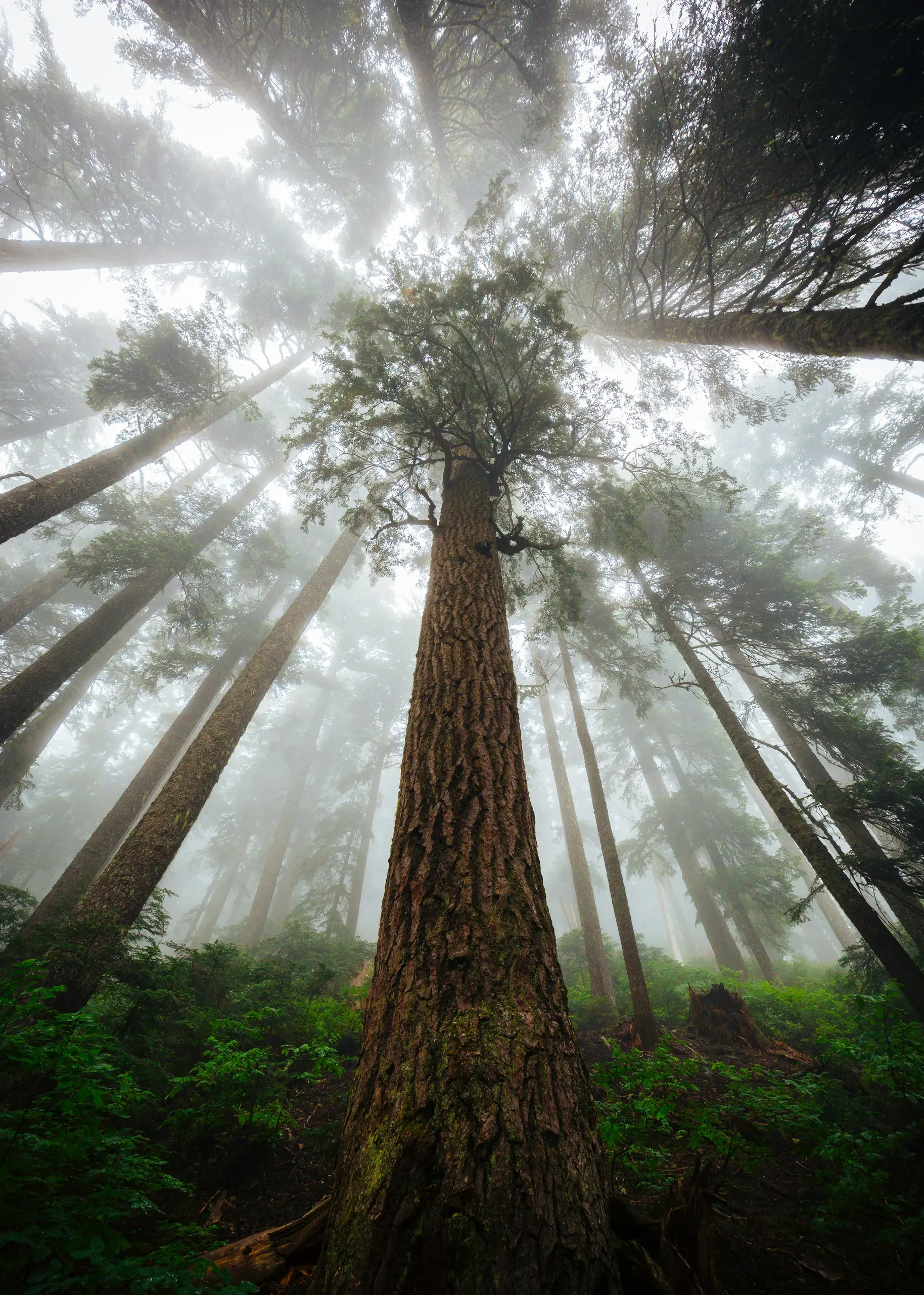 Snoqualmie Pass, Washington