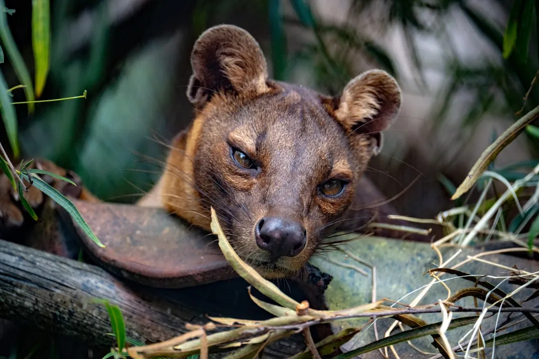 Fossa