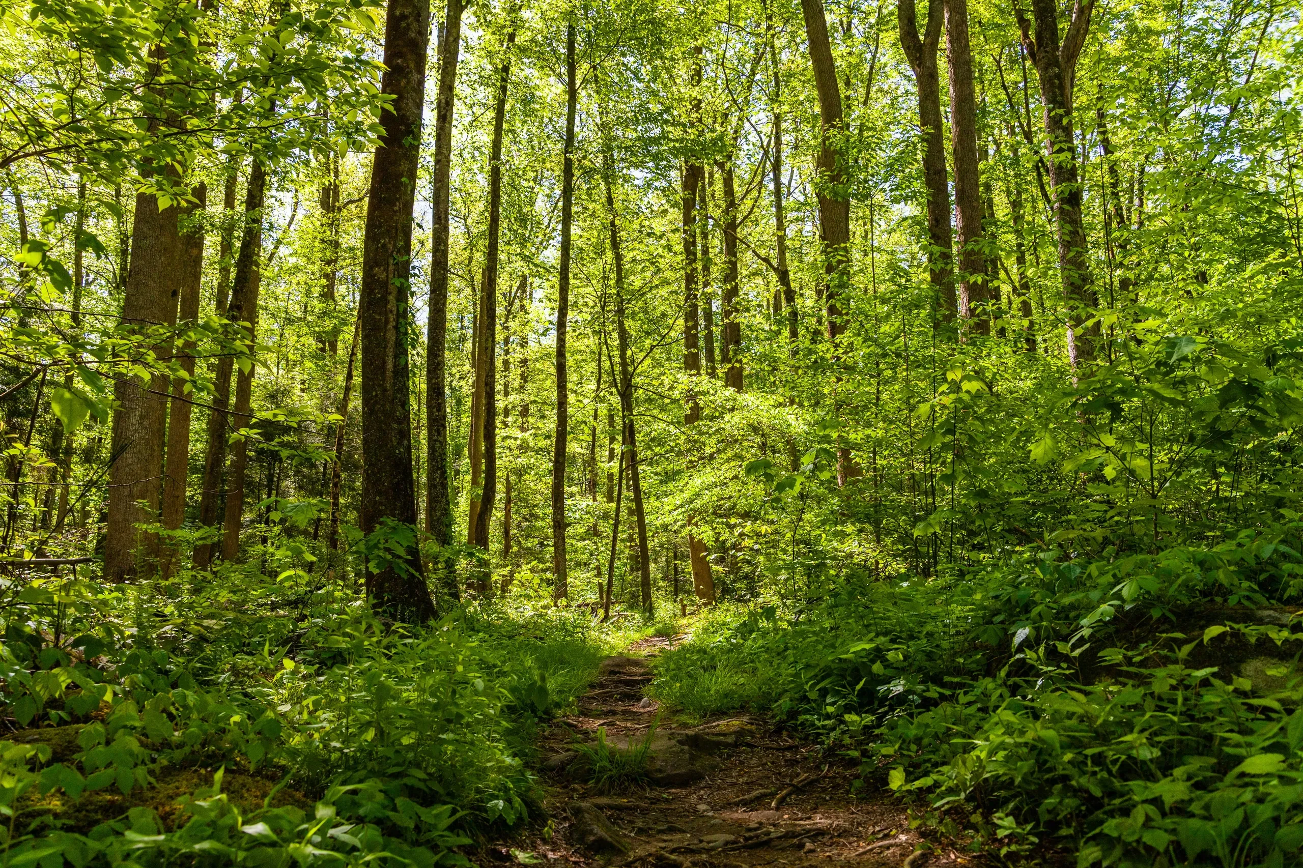 Twin Creeks Trail Trailhead, Cherokee Orchard Road, Gatlinburg, Tennessee.