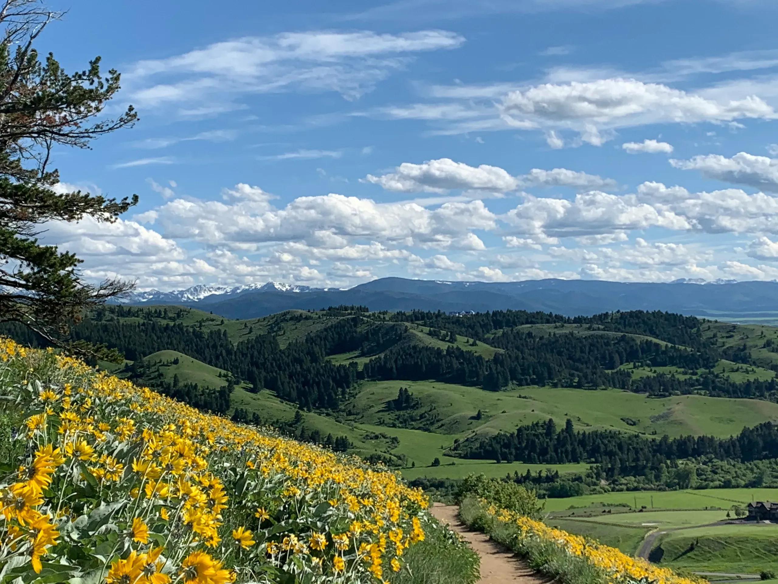 Montana. Spring view of the valley