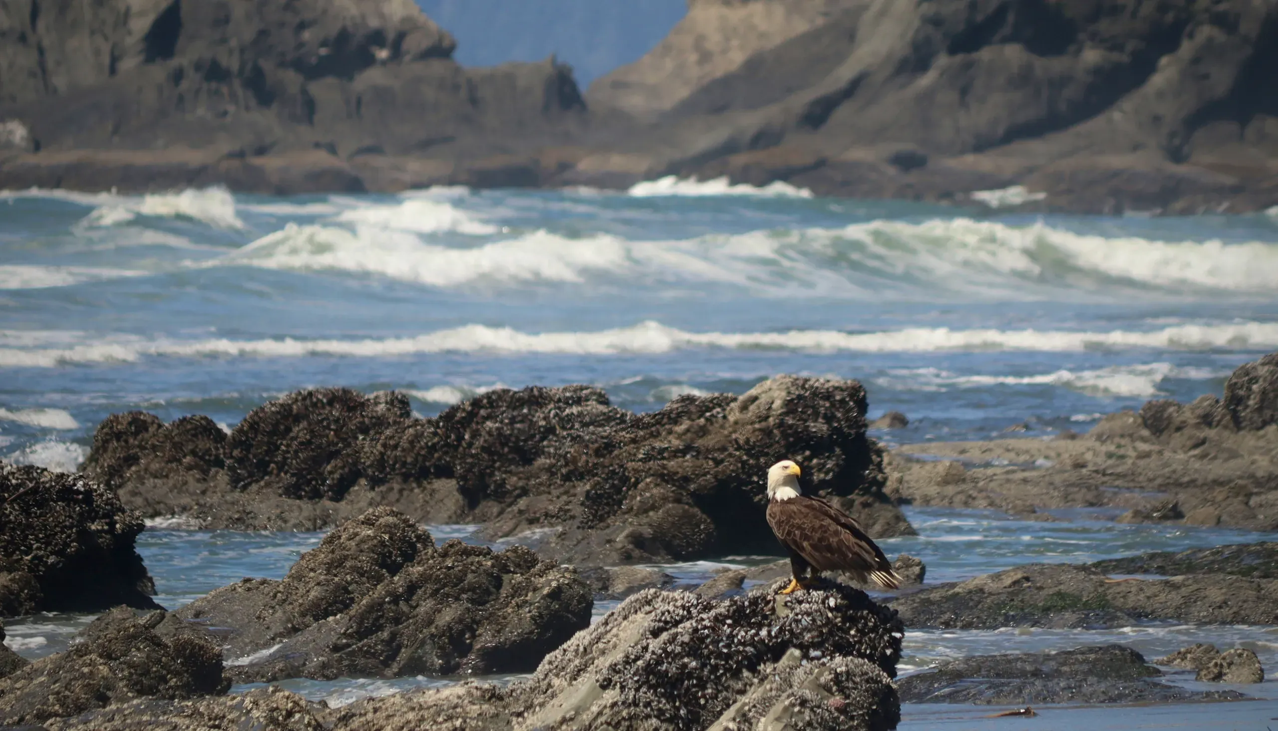 Olympic National Park, Mt Angeles Rd, Port Angeles, Washington