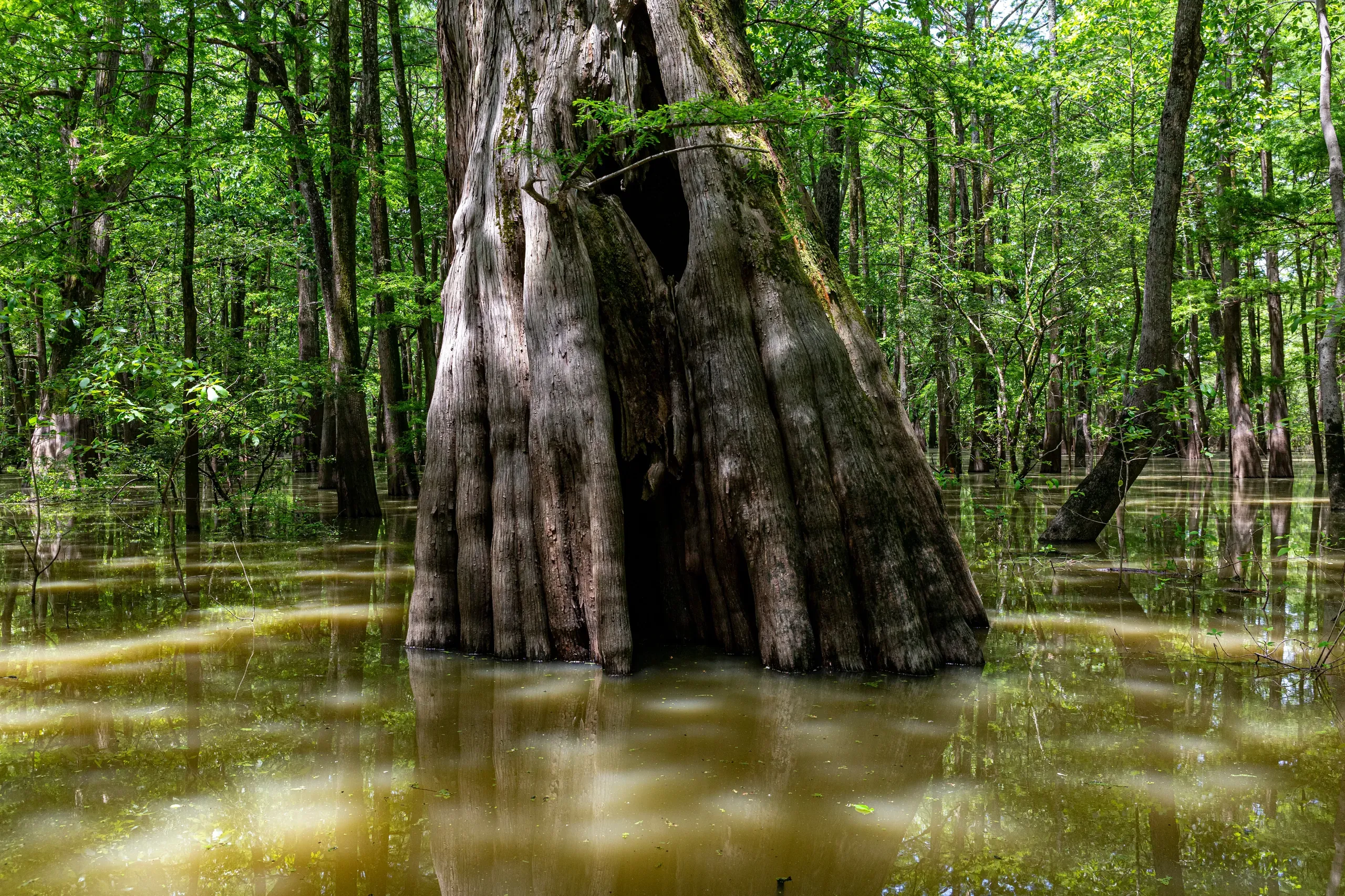 A large cypress tree at the end of Sky Lake Boardwalk near Belzoni, Mississippi