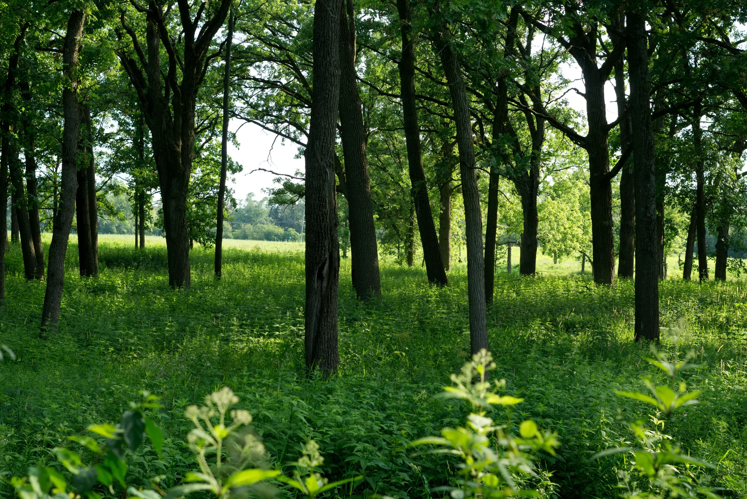 Morton Arboretum, Lisle, Illinois