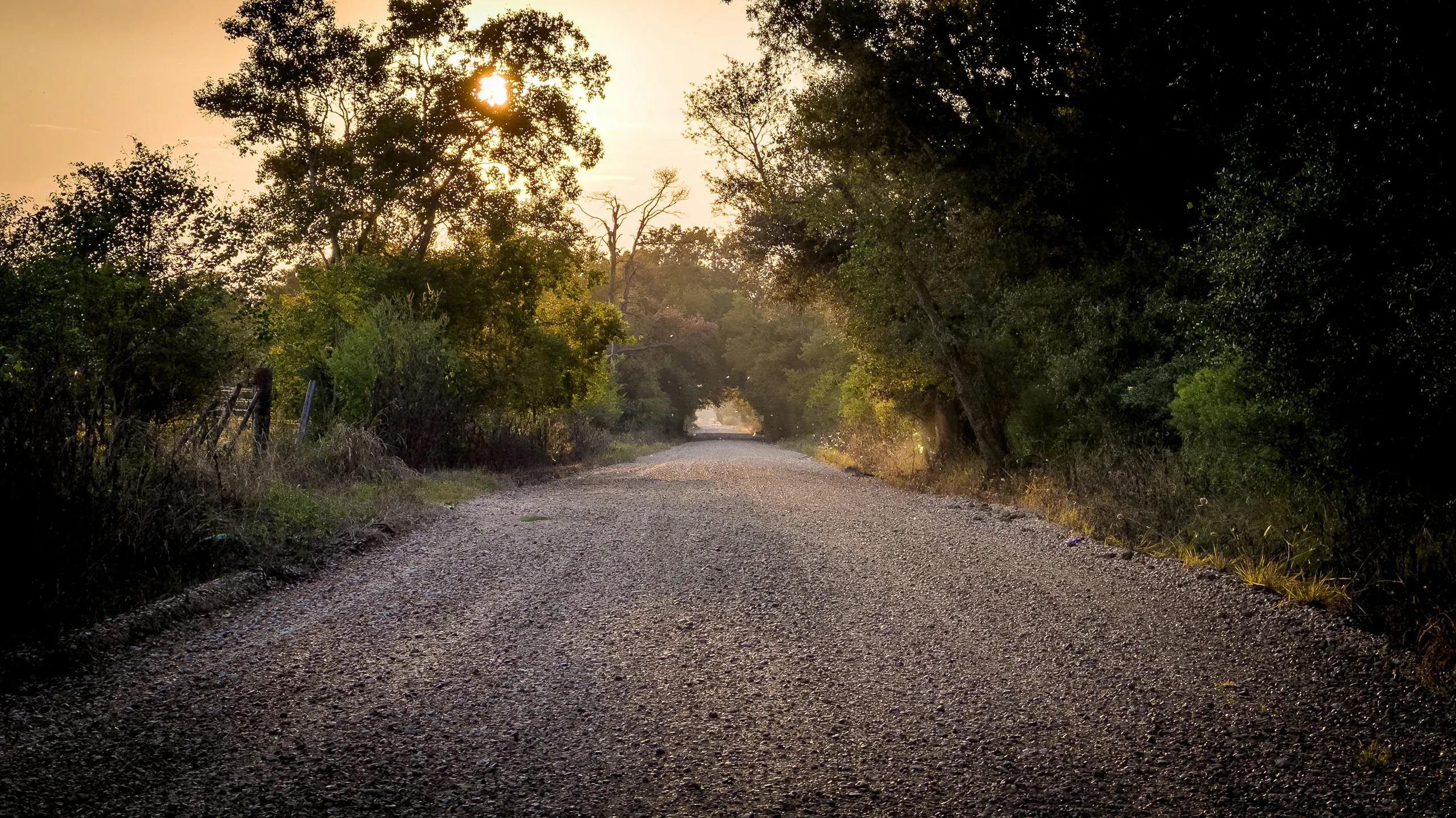 A dirt road runs through a dense forest, with sunlight filtering through the trees and bushes.