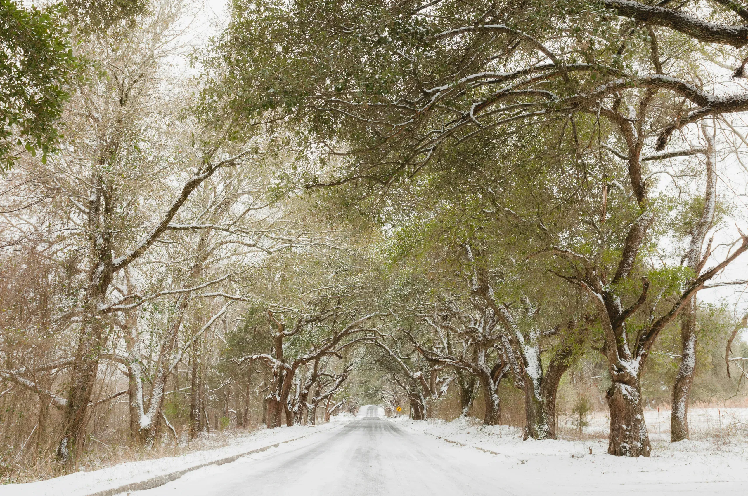 Jackson, Mississippi backroad lined with trees and covered in snow. A rare sight in Mississippi!
