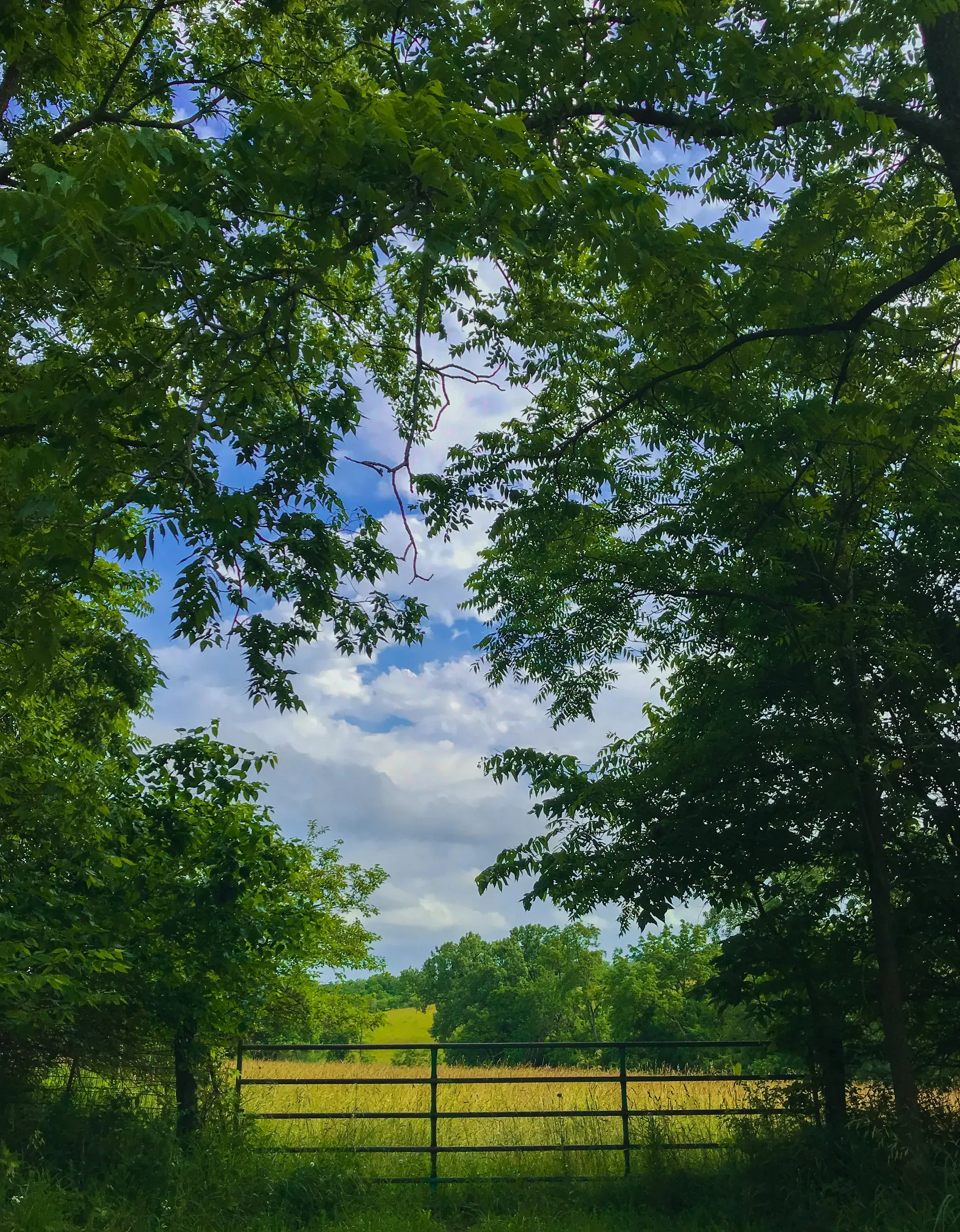 Hills and fields behind a farm gate, Iowa