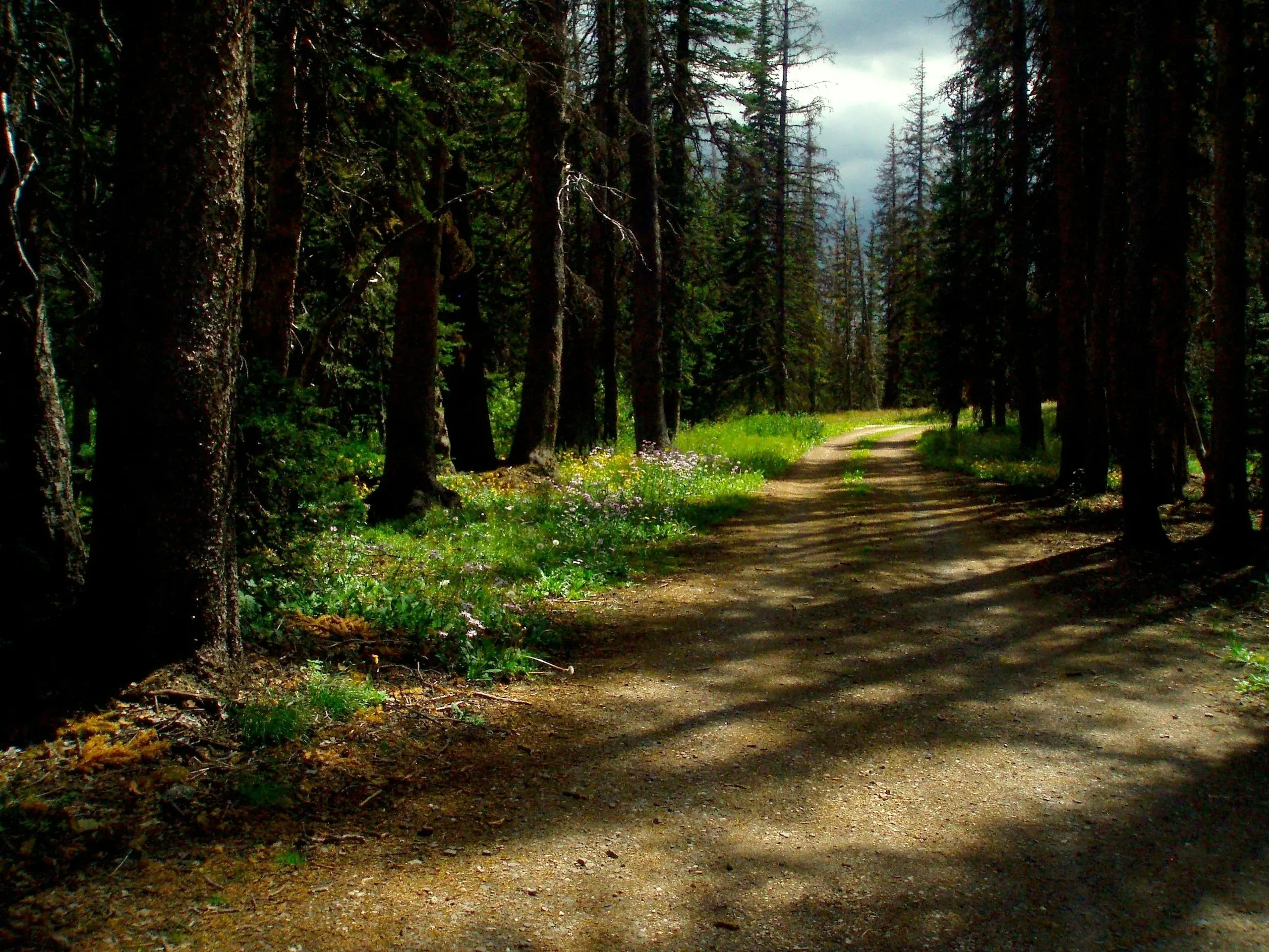 Dirt road winding through the woods somewhere near Medicine Bow National Forest, Wyoming