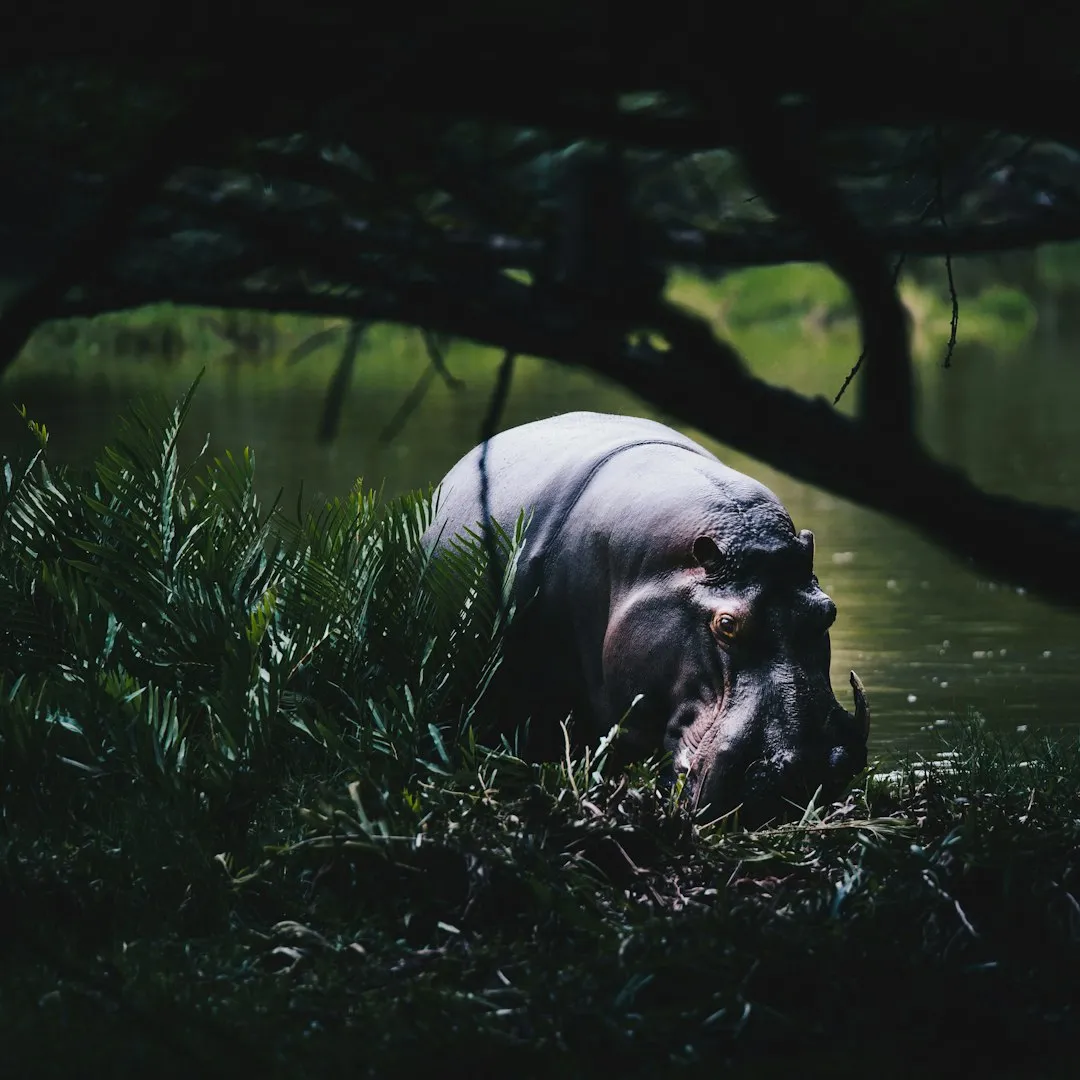 Hippopotamus
