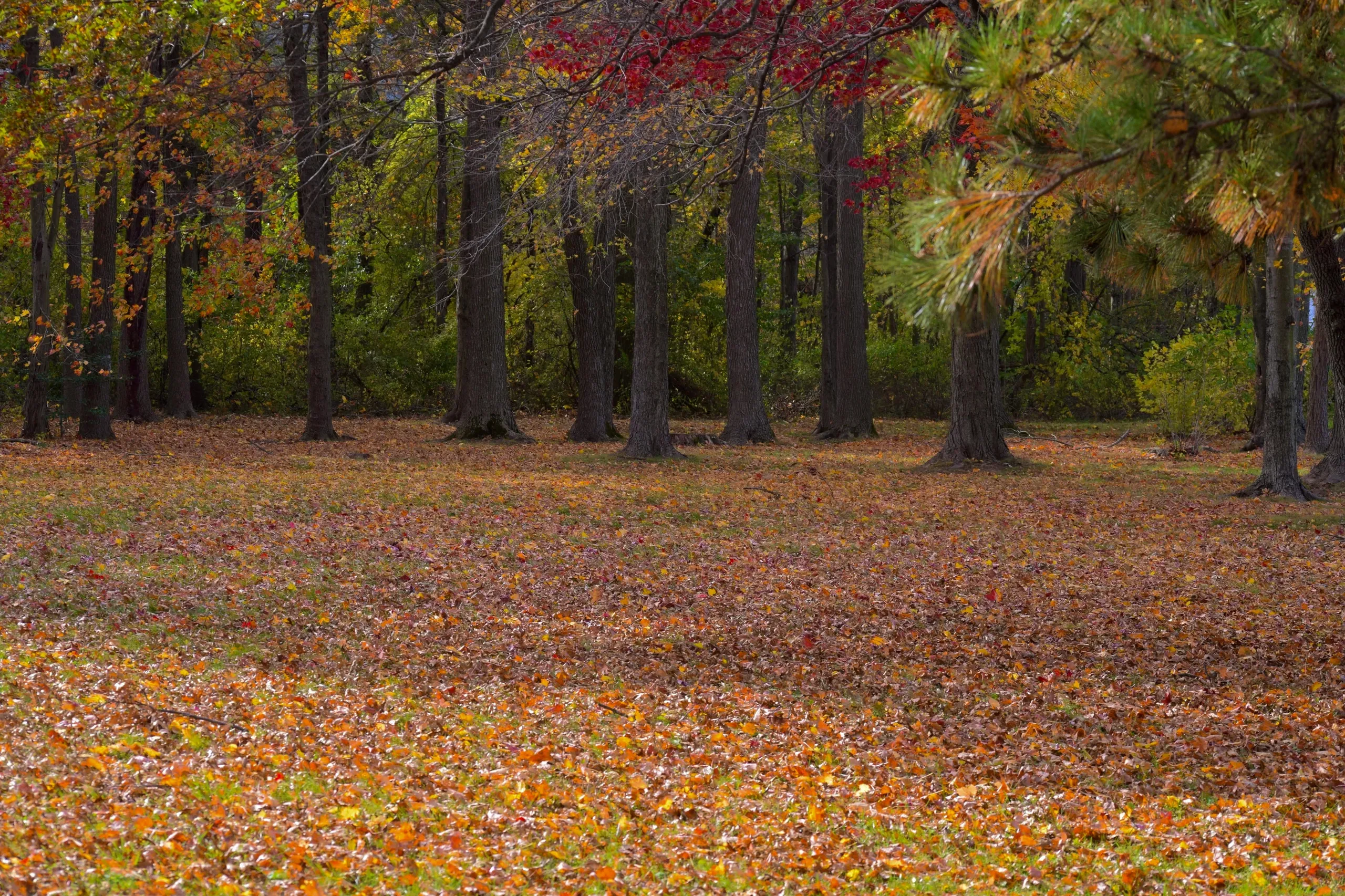 Newark, Delaware. Autumn leaves.