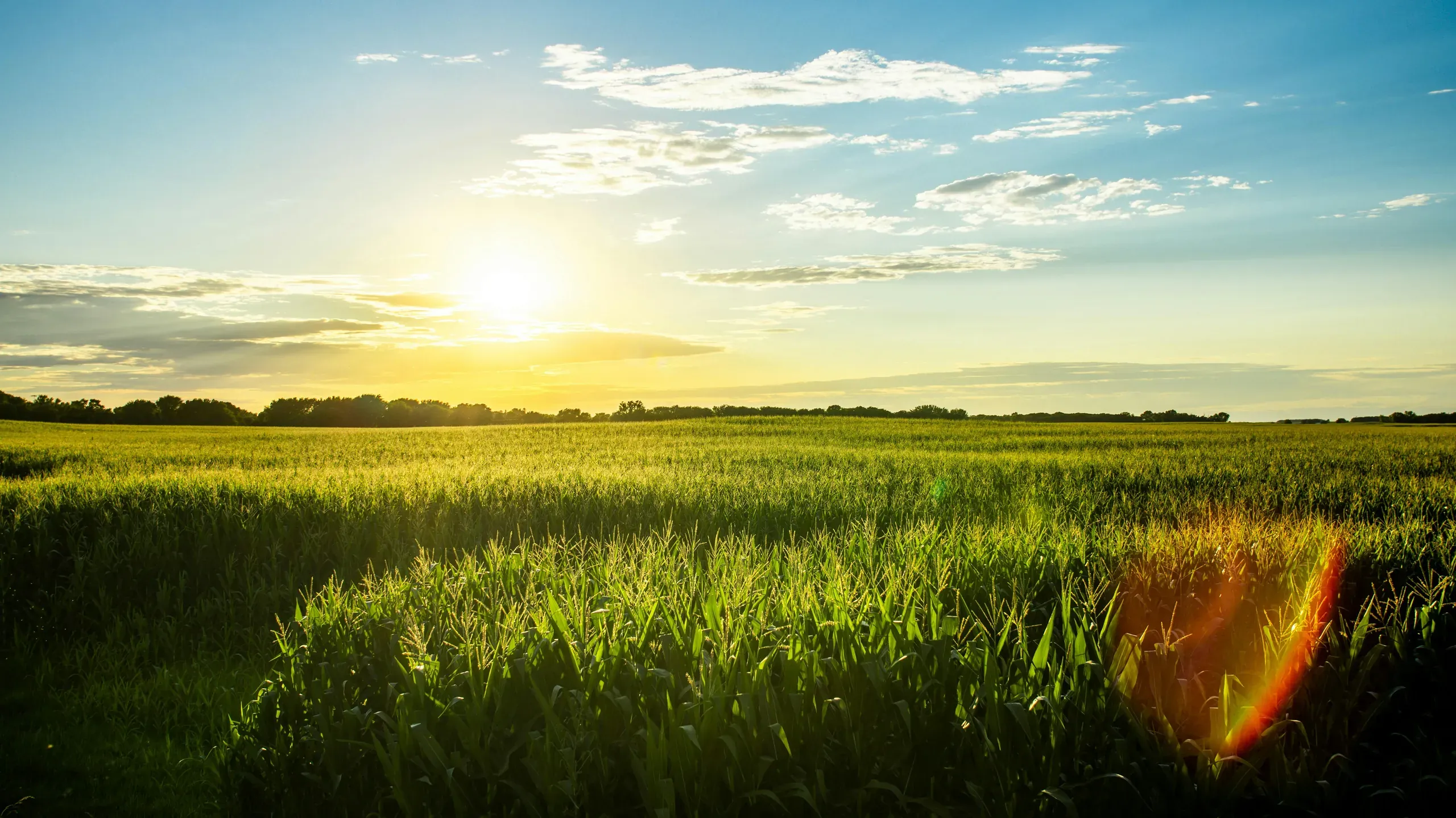 Sun setting on an Iowa corn field, Clear Lake, Iowa