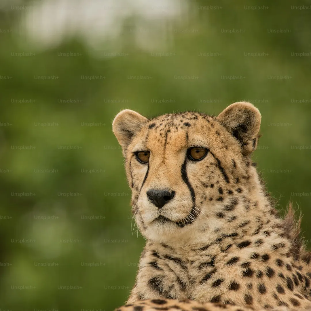 Spotted hyena