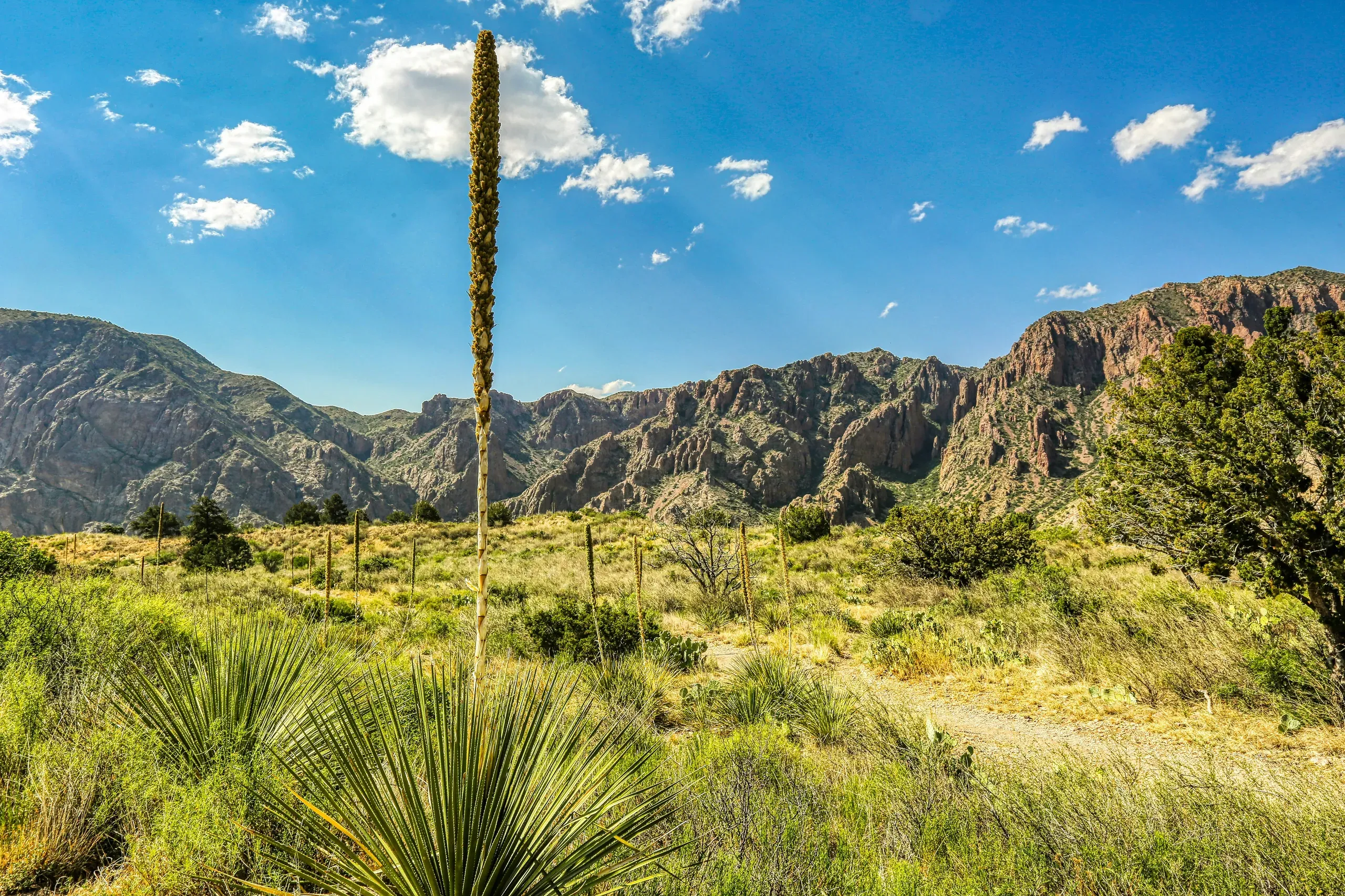 A trail heads into the wild of the Chisos Mountains in Big Bend National Park, Texas
