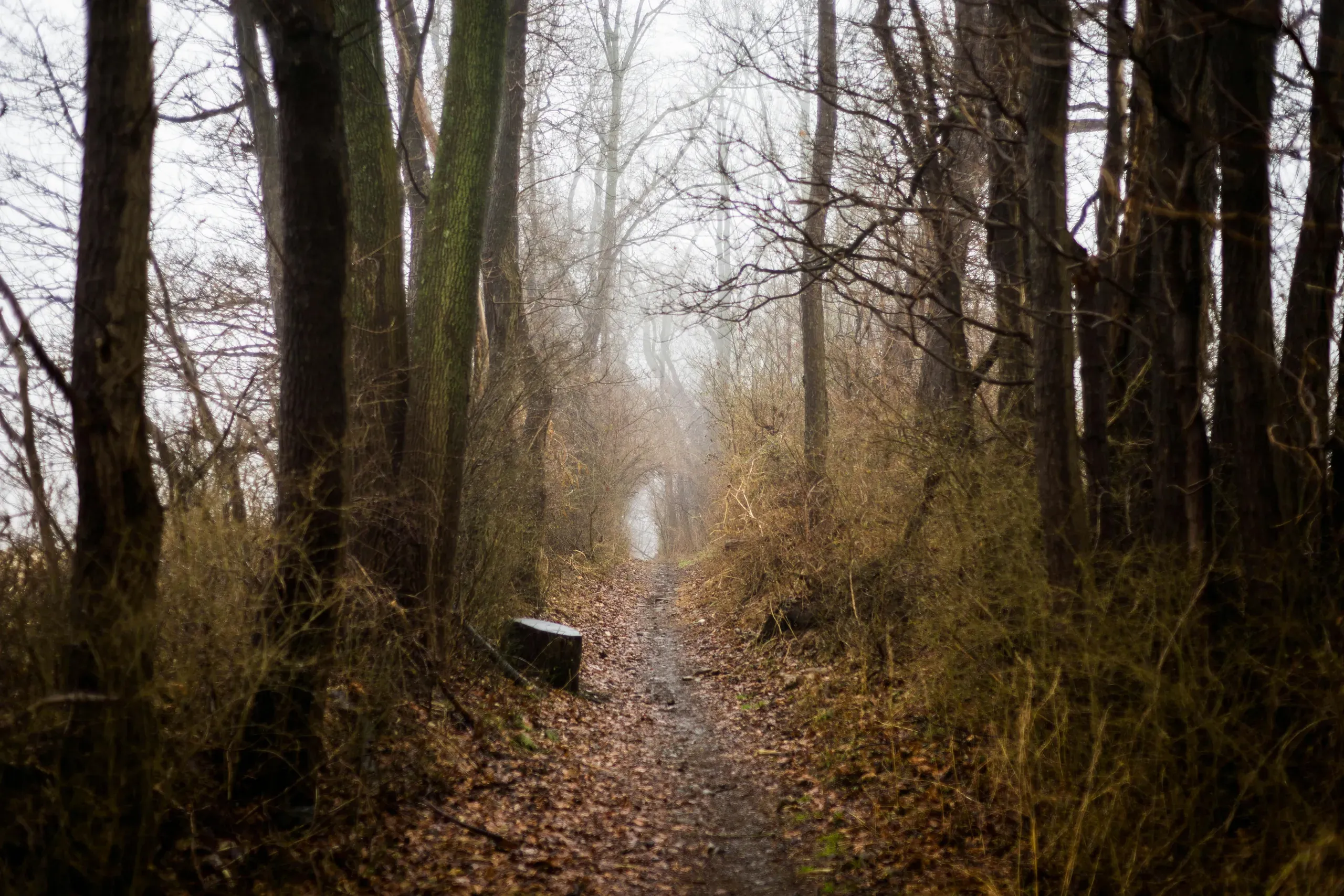 Houston, Delaware. Photo of Dirt Pathway Between Trees.