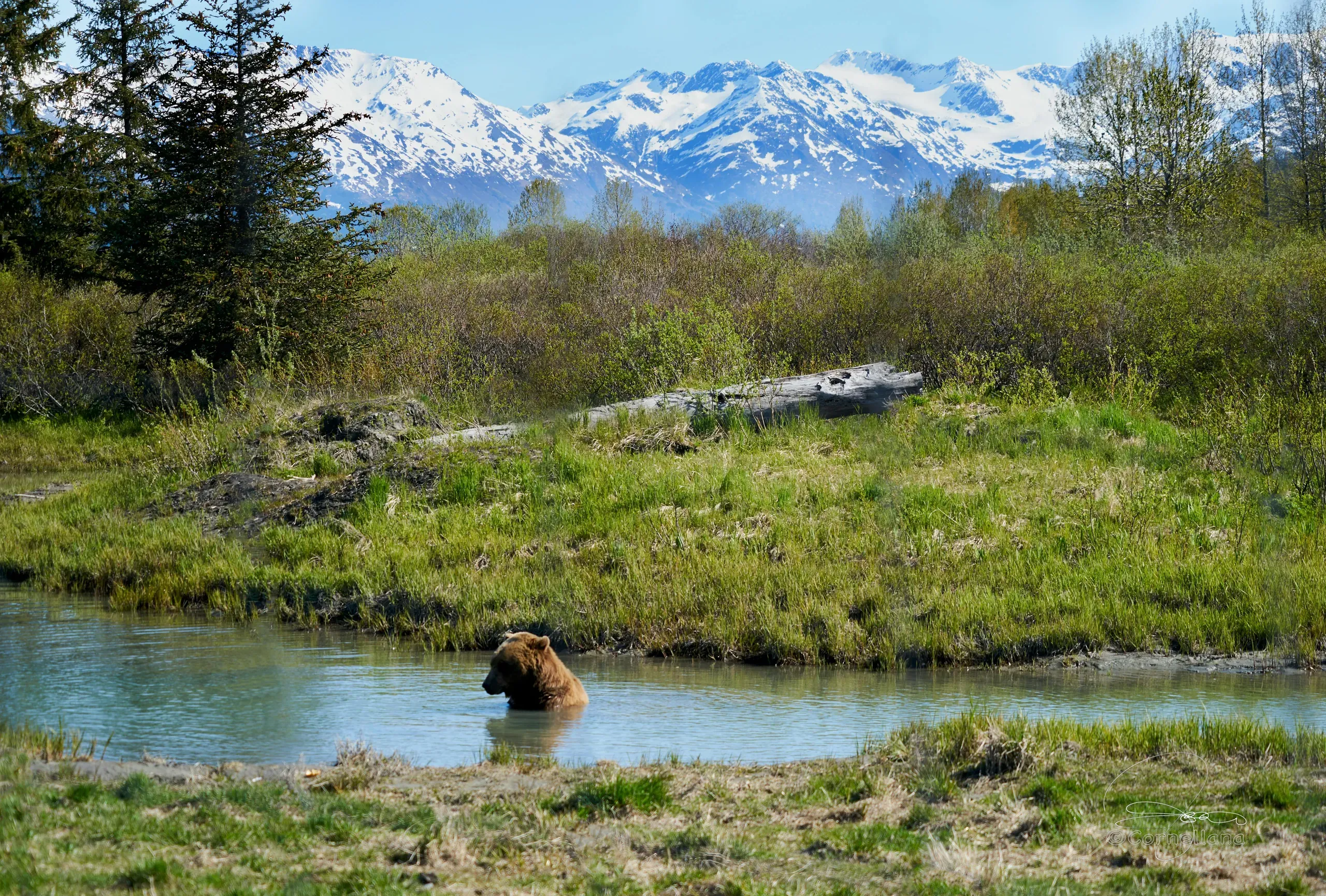 Brown Bear in the River, Healy, Alaska