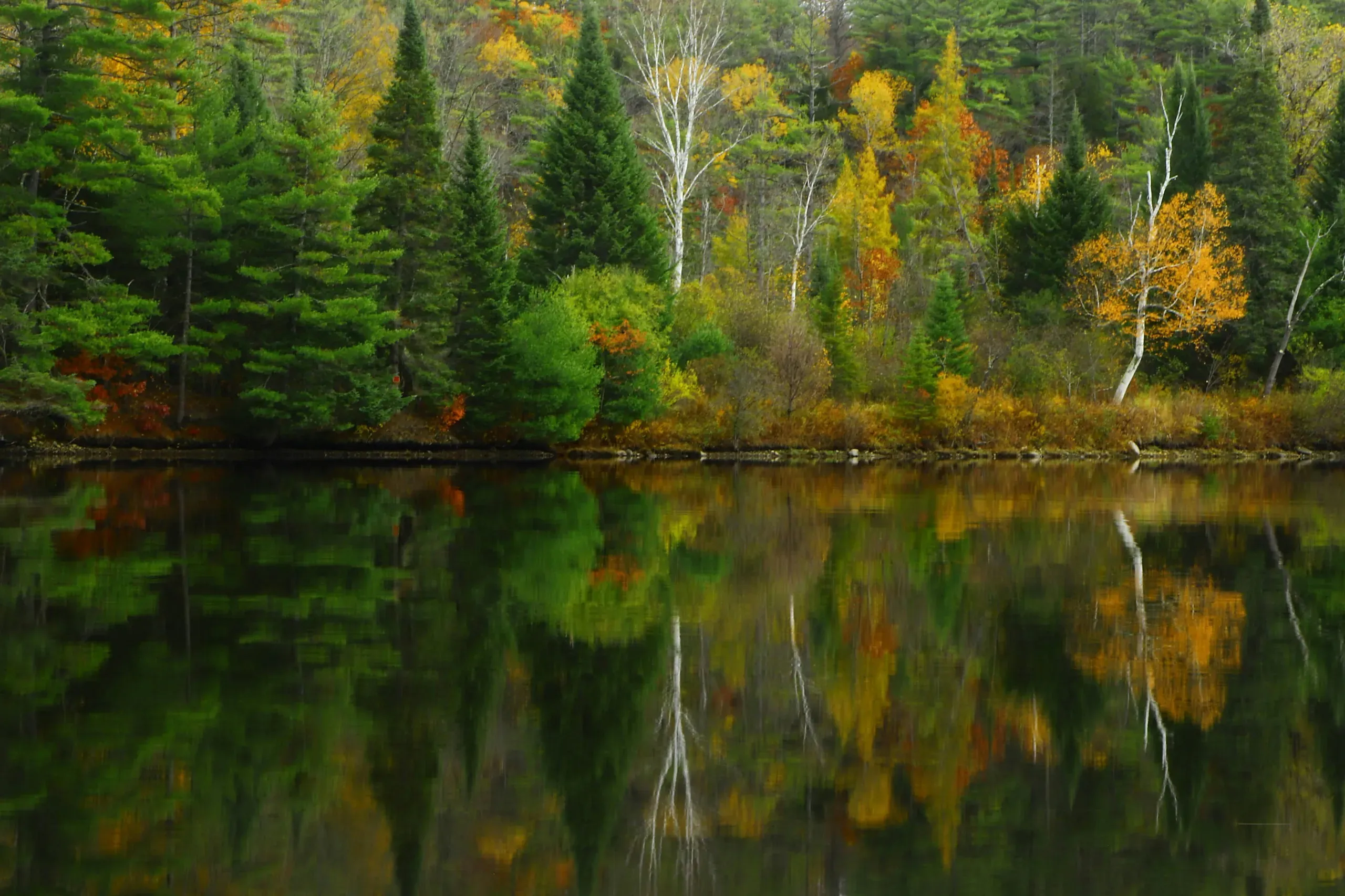 New Hampshire. Forest reflecting in the surface of a lake