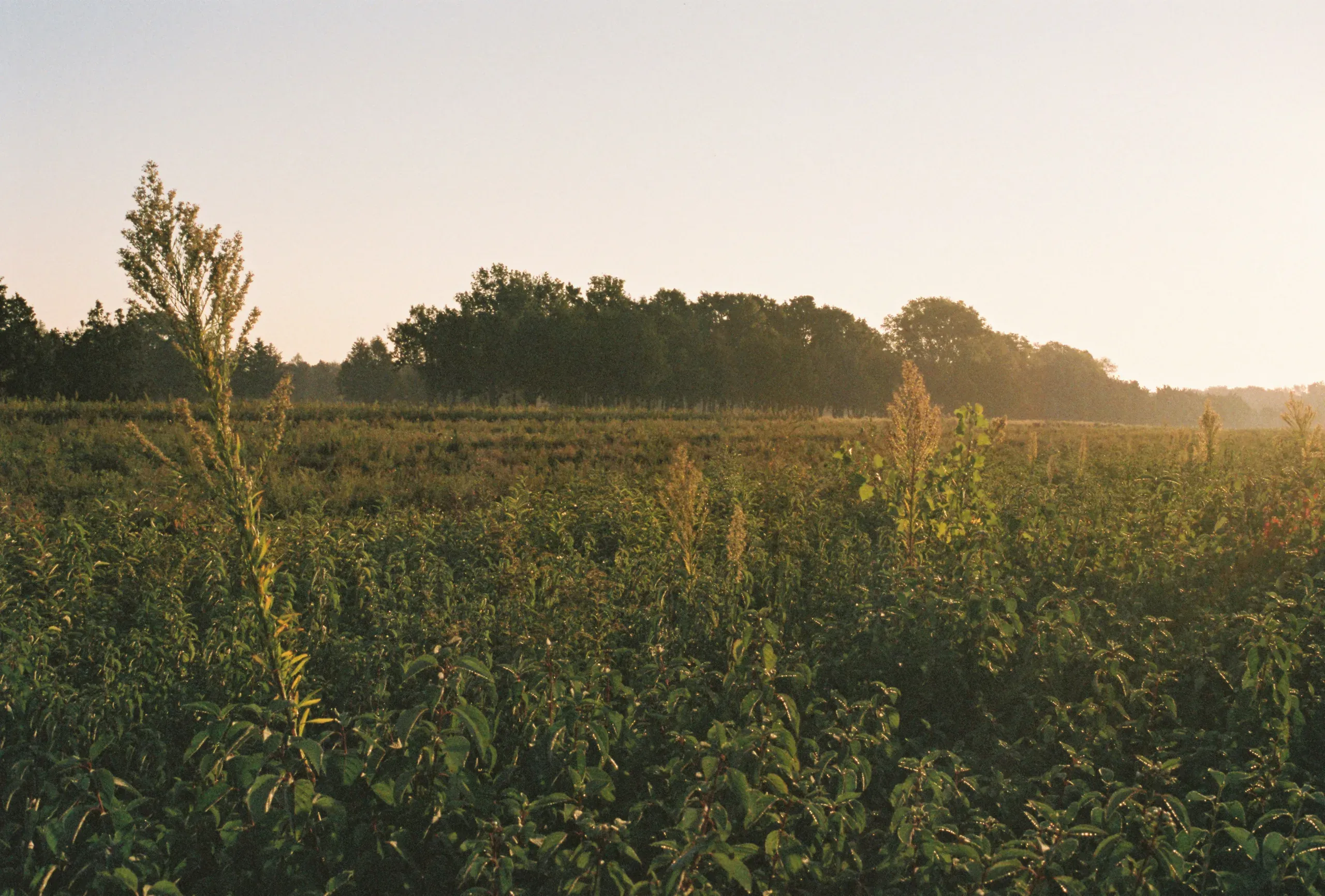 Sunrise over a field, Ames, Iowa